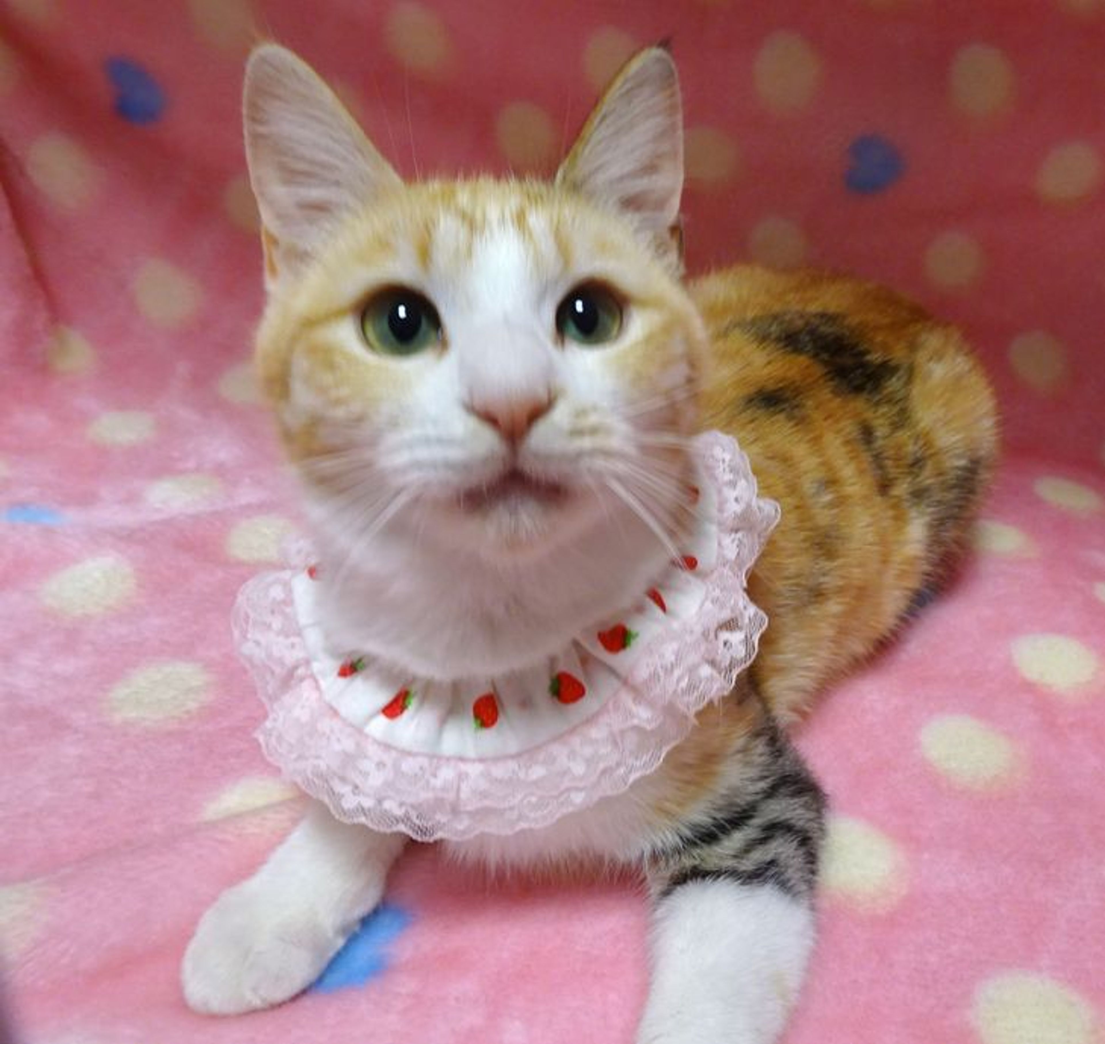 雑種（ミックス猫）・メスの里親募集の写真