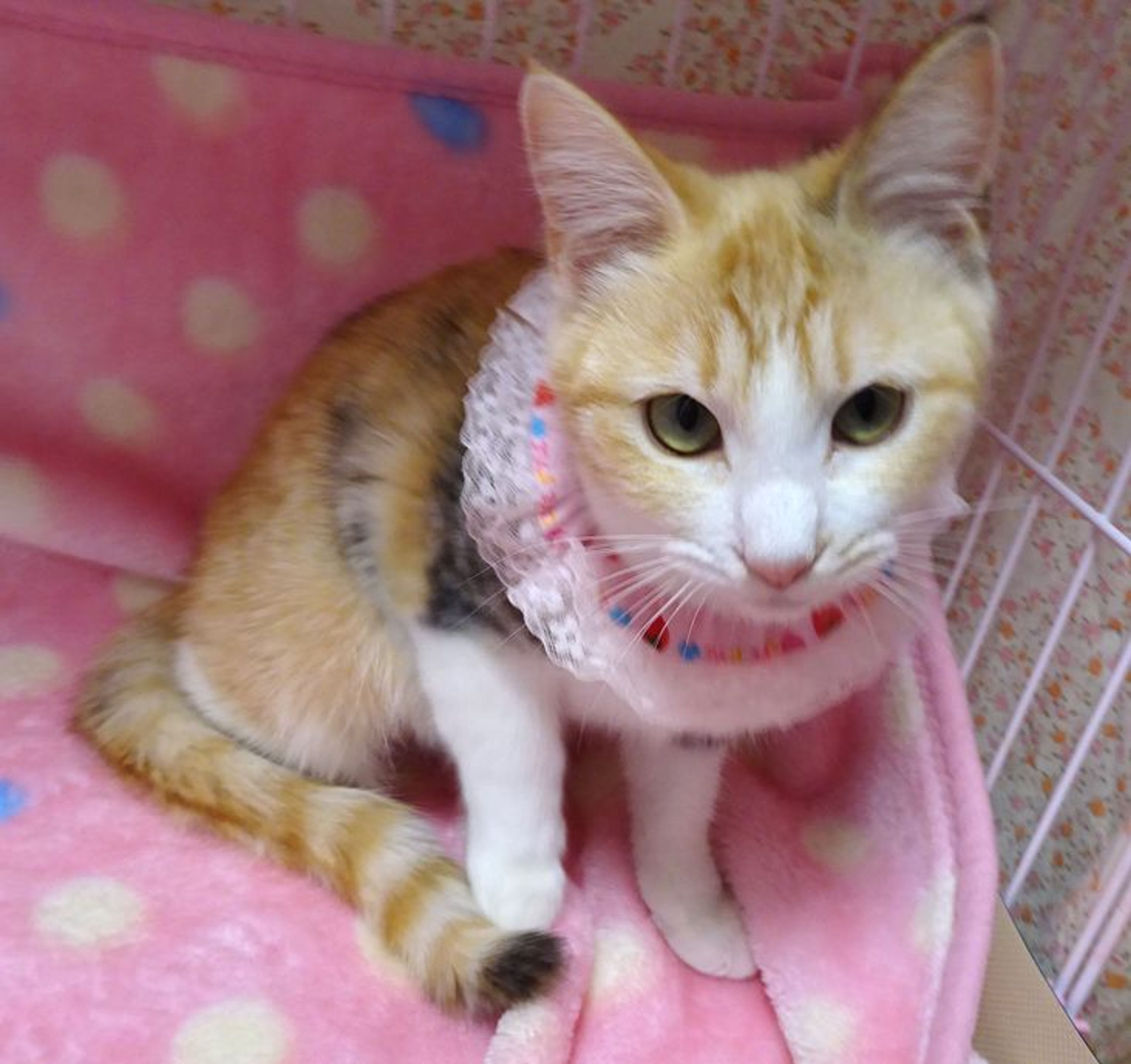 pet-image-2