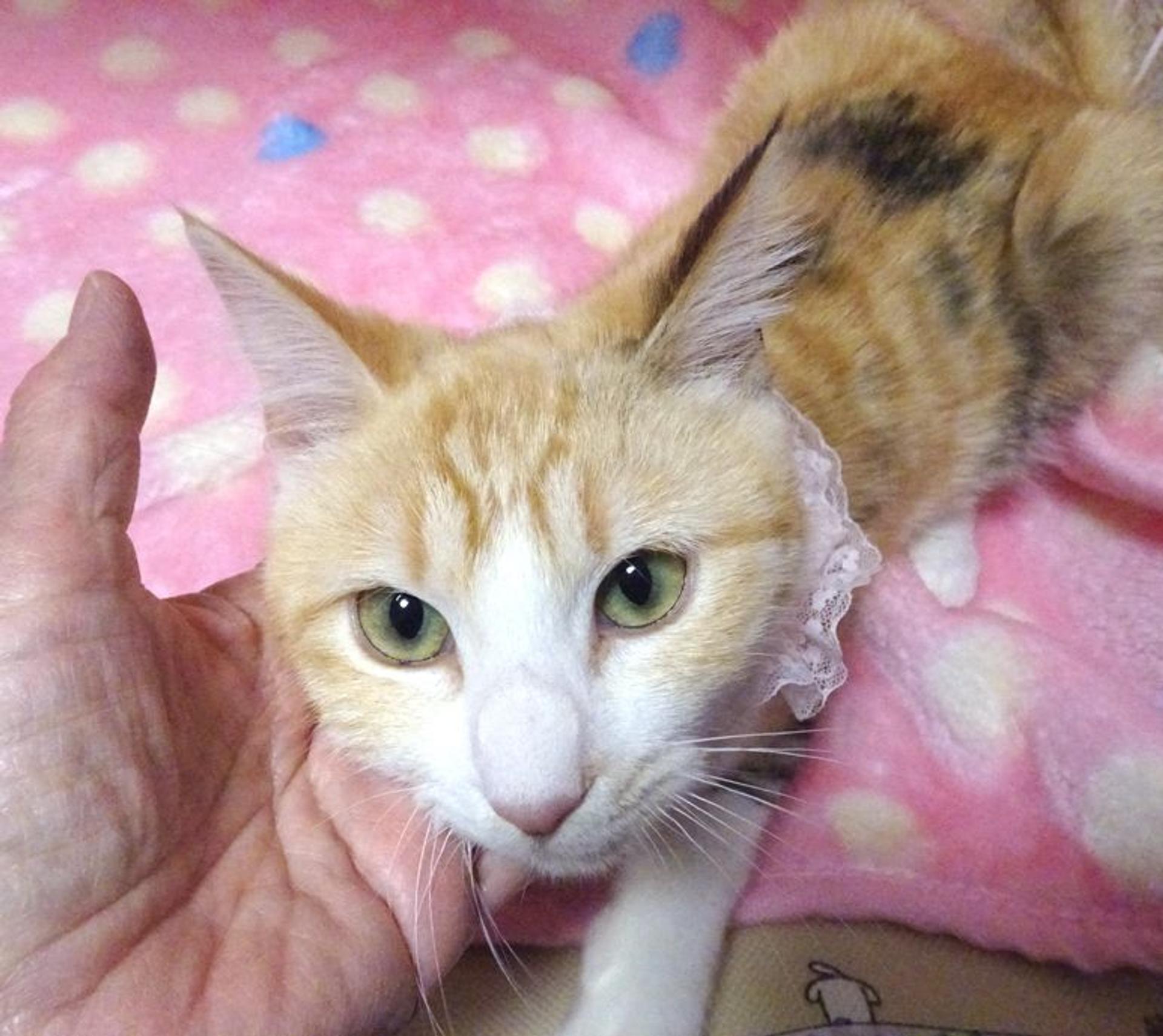 pet-image-3