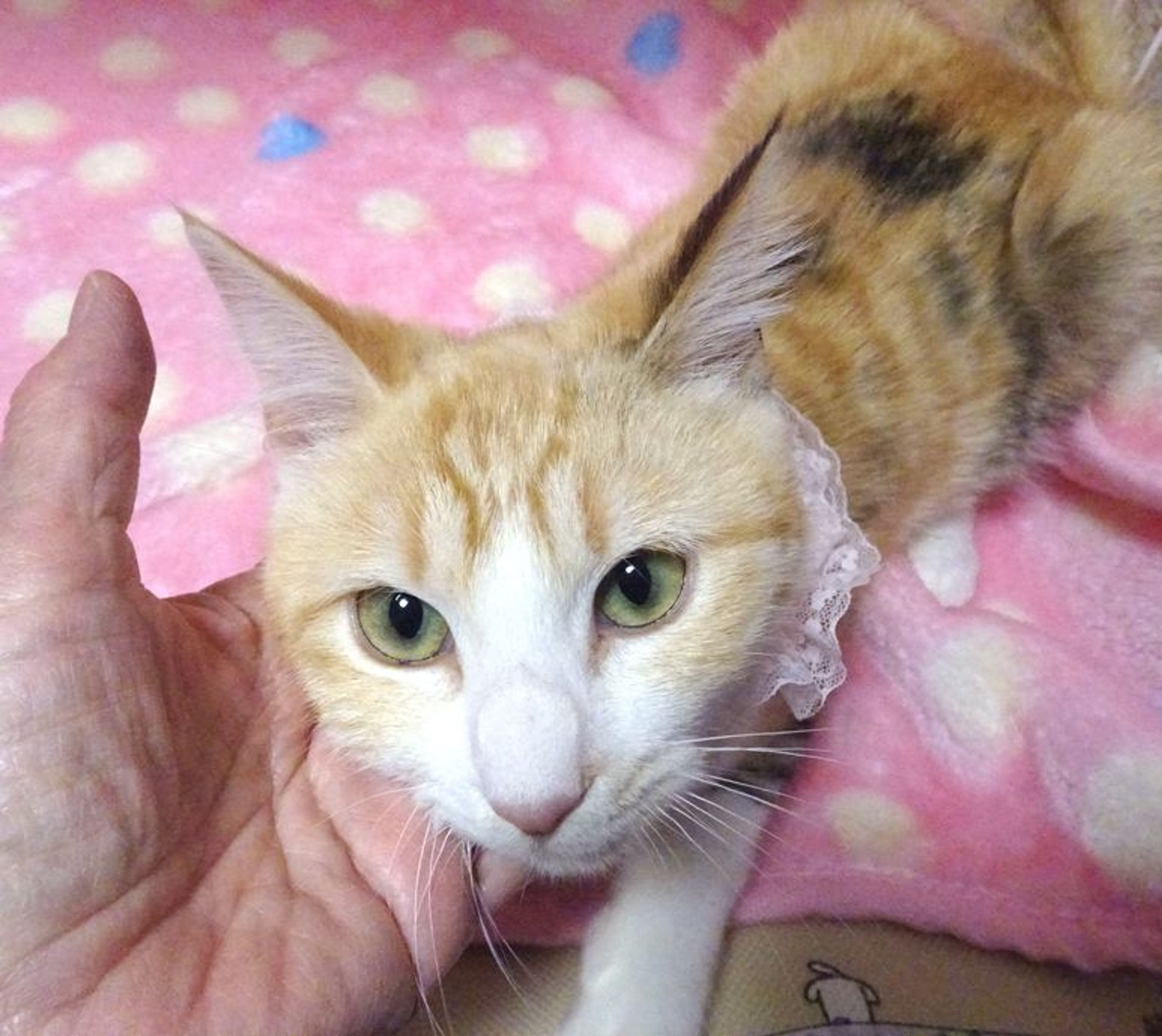 pet-image-3