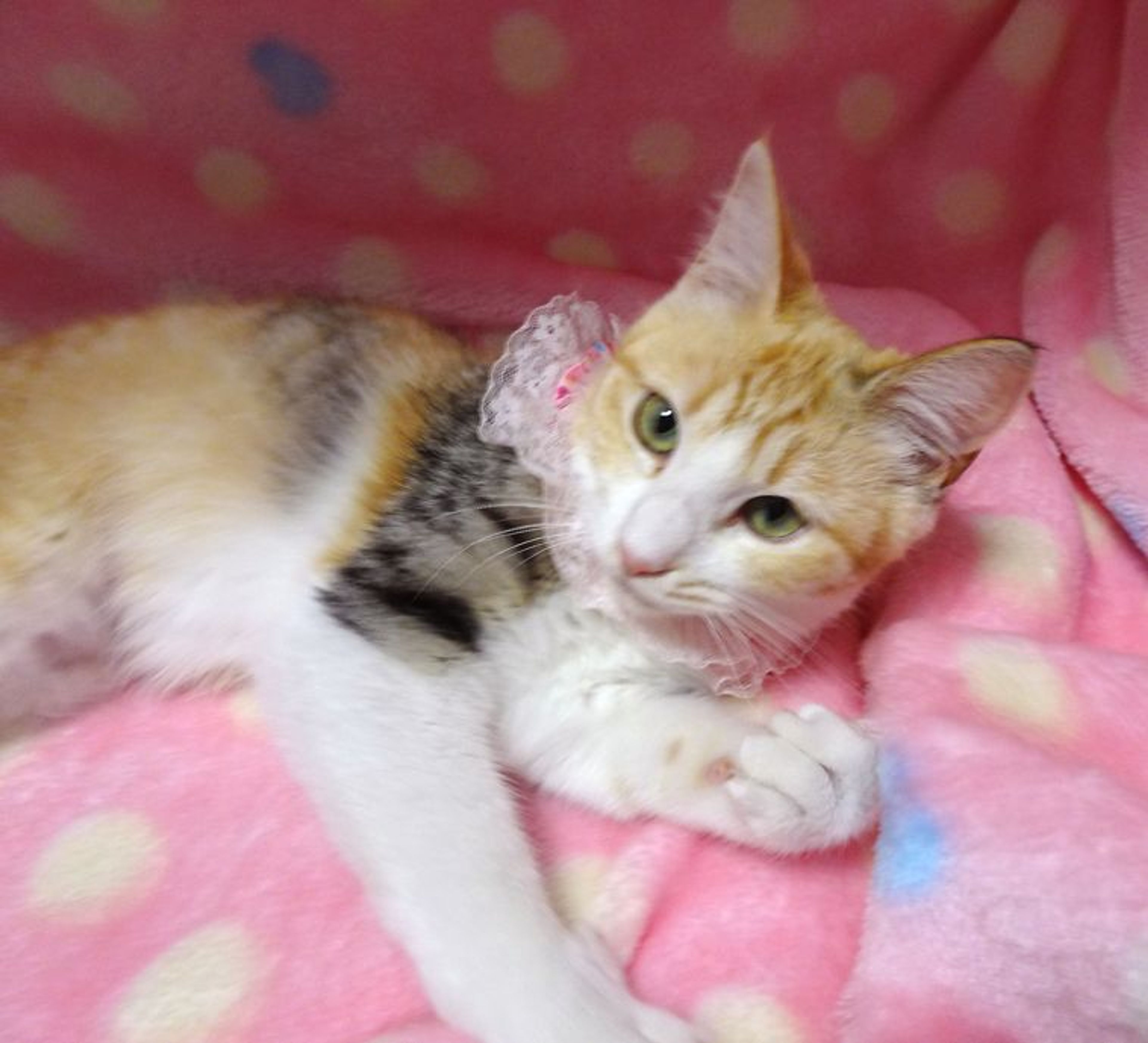 pet-image-4
