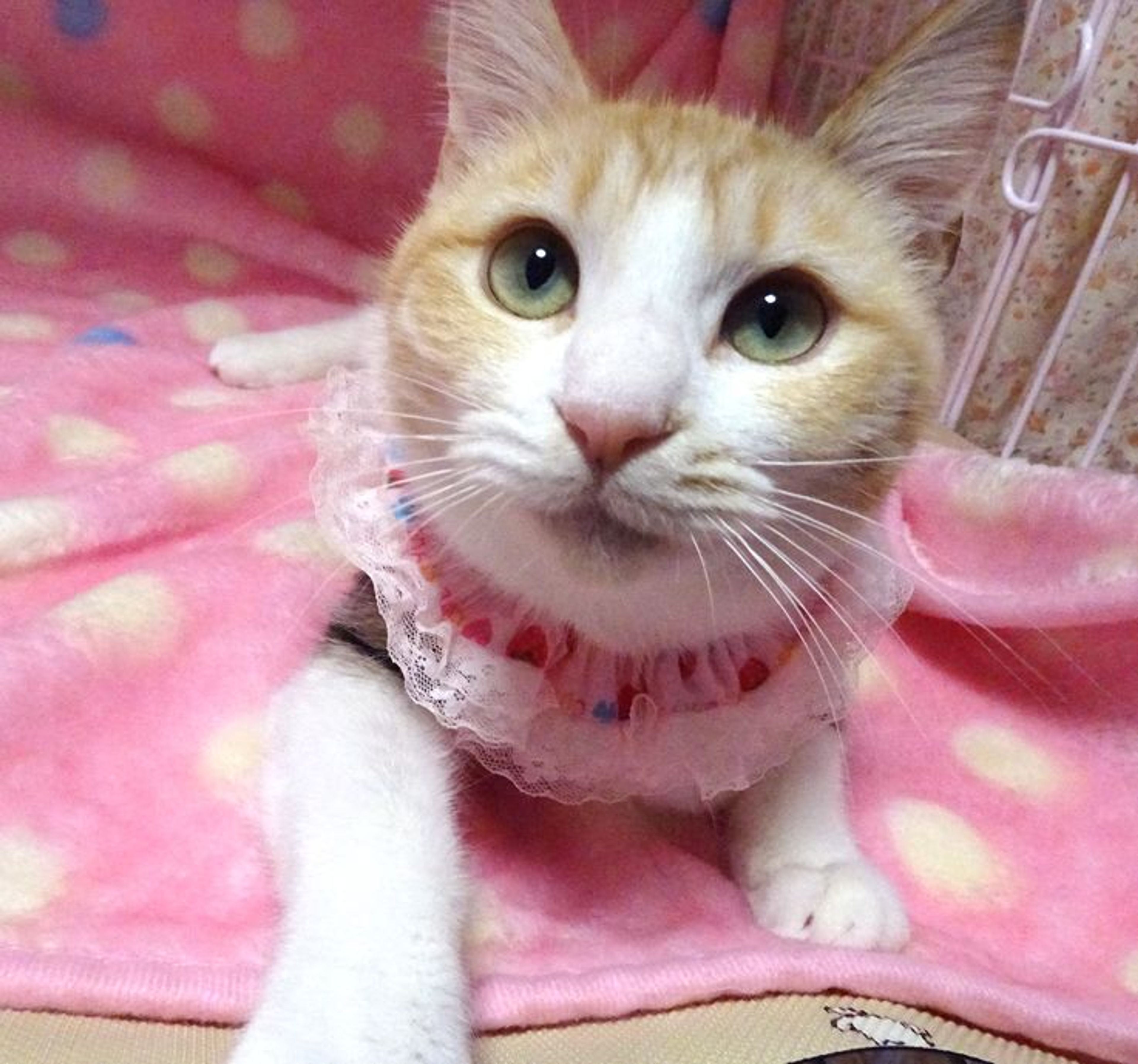 pet-image-5