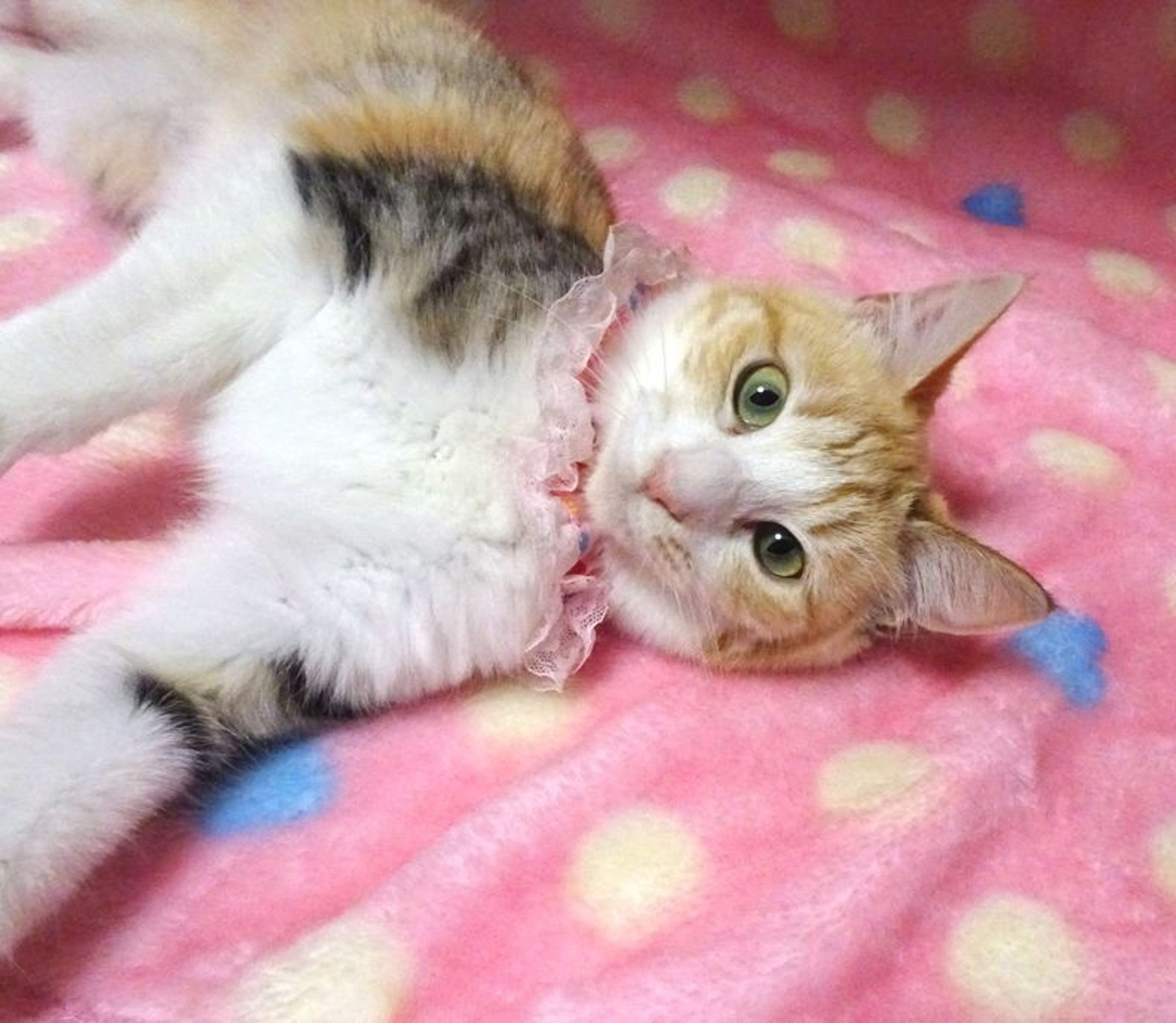 pet-image-6