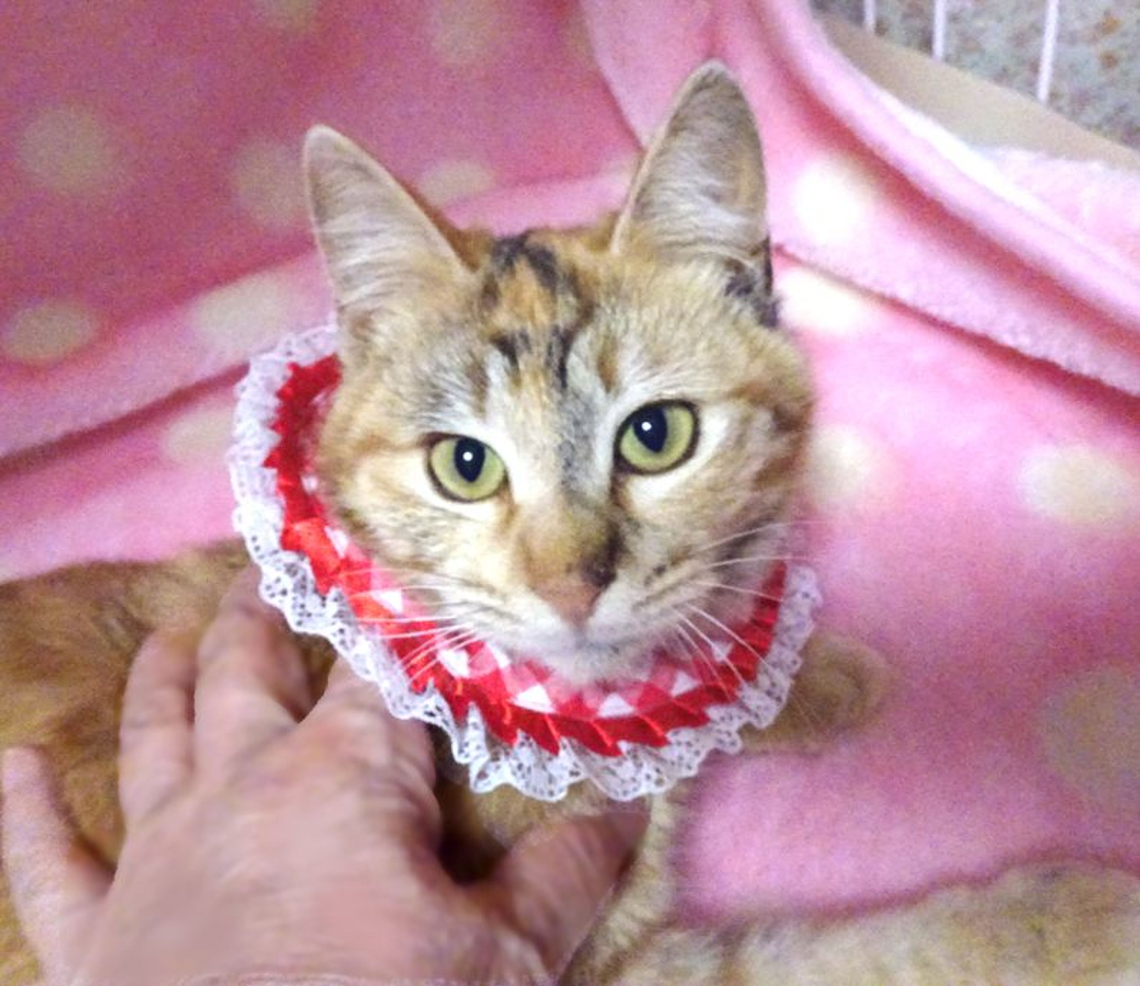 雑種（ミックス猫）・メスの里親募集の写真