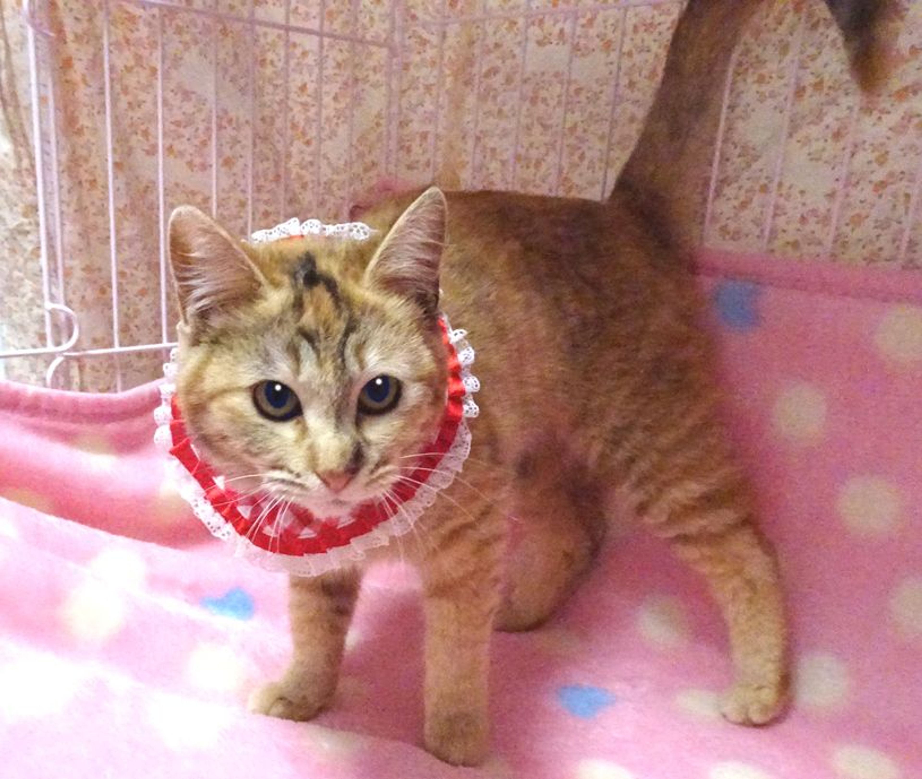pet-image-3