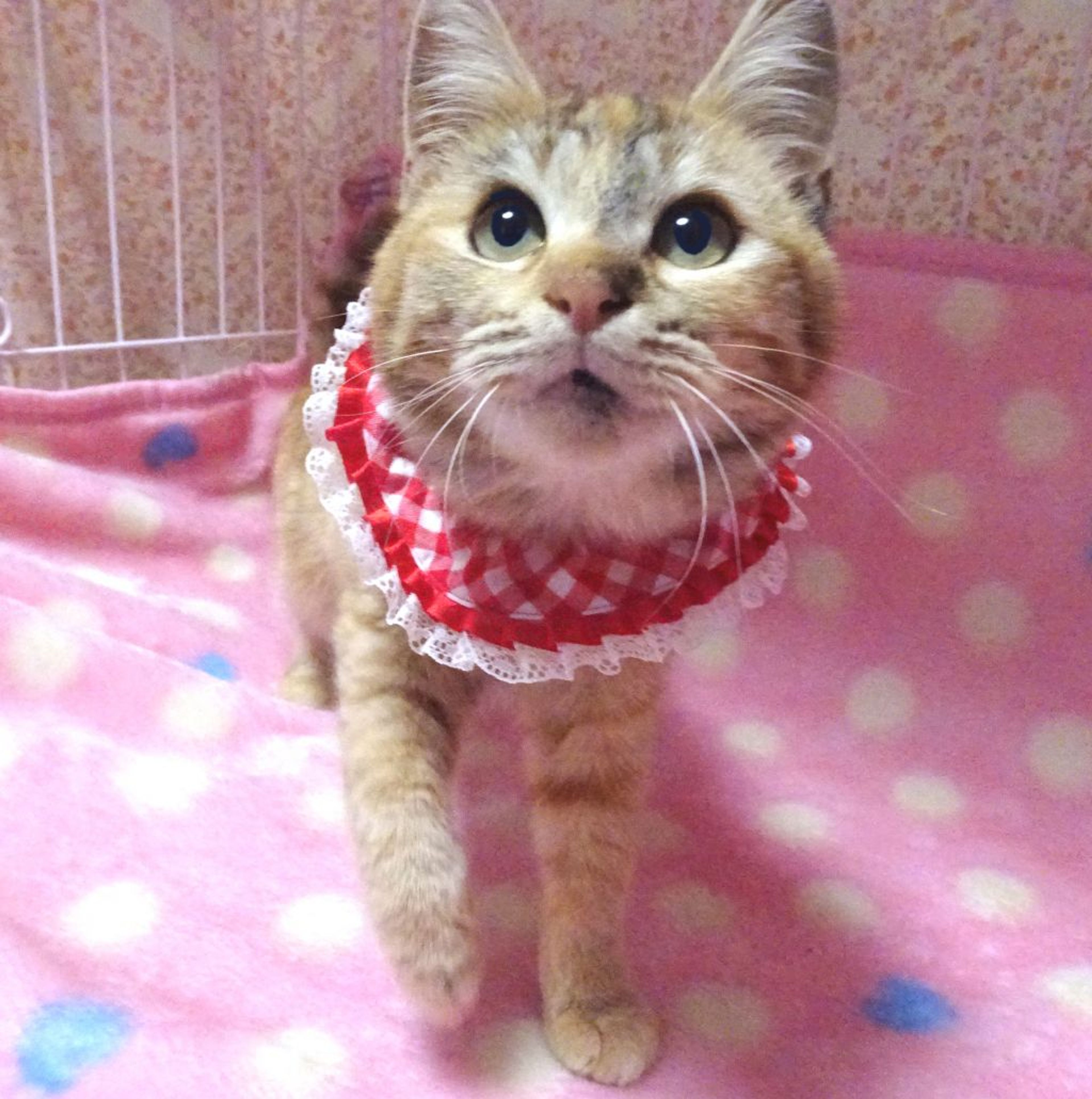 pet-image-4