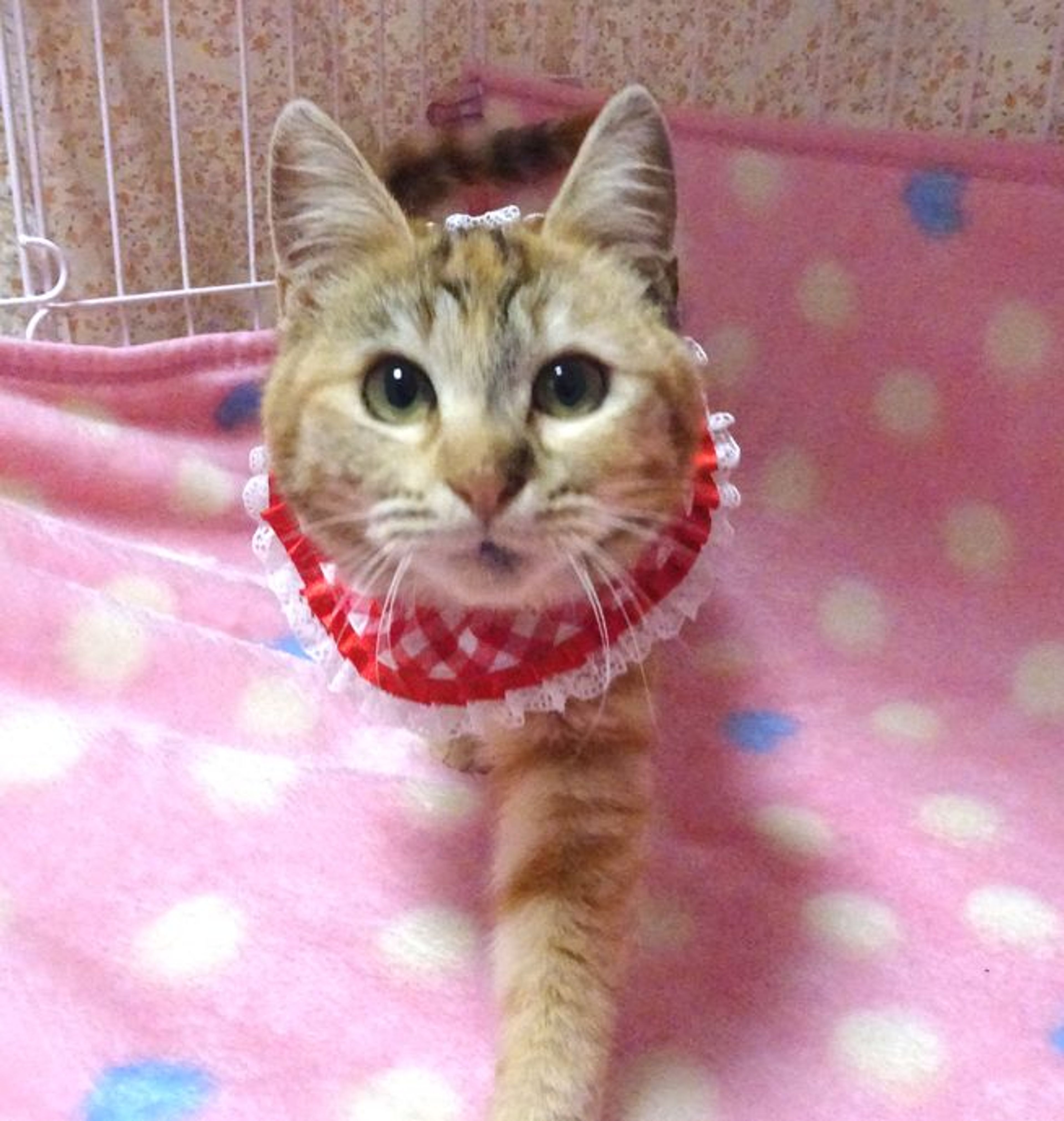 pet-image-5