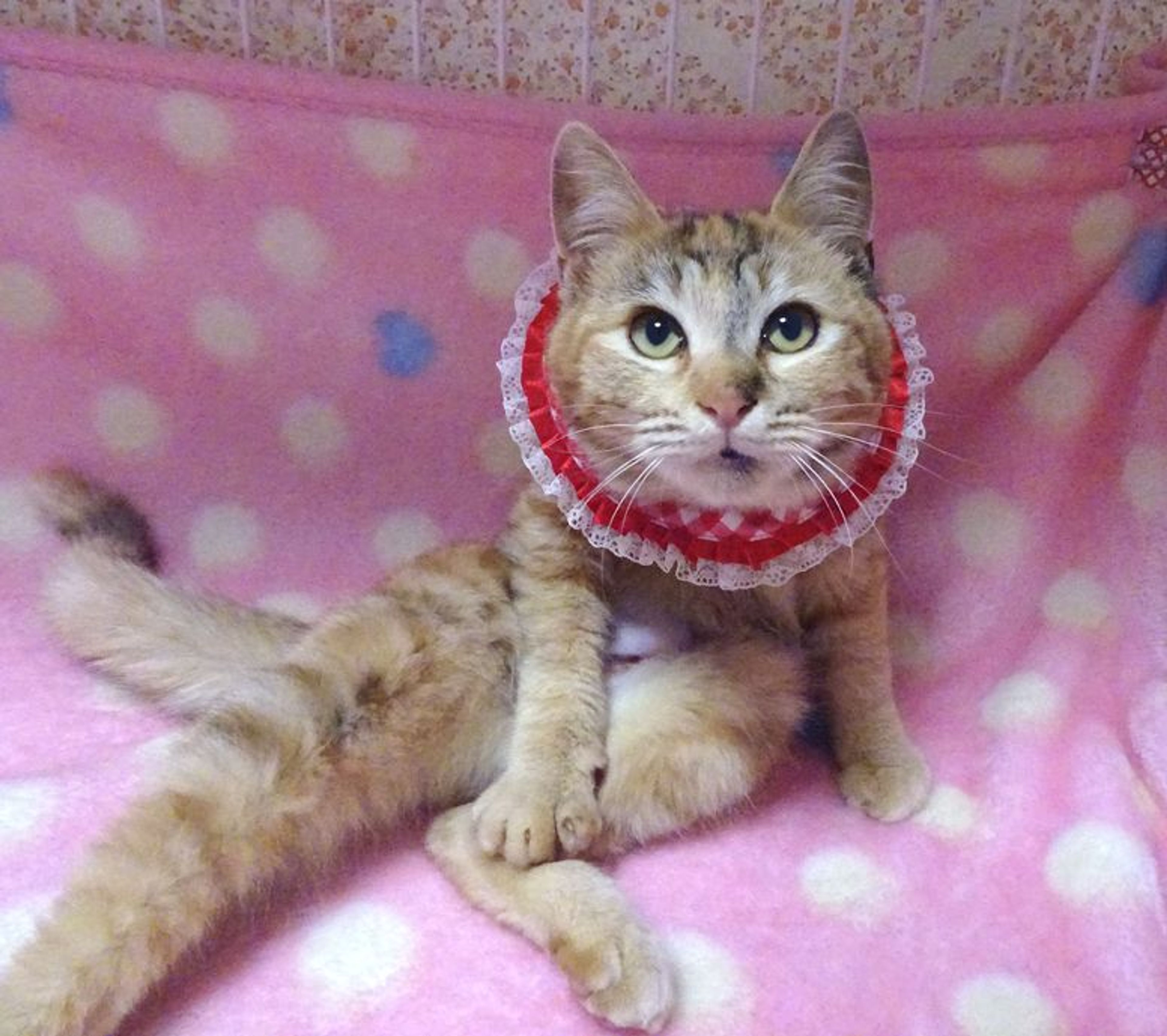 pet-image-6