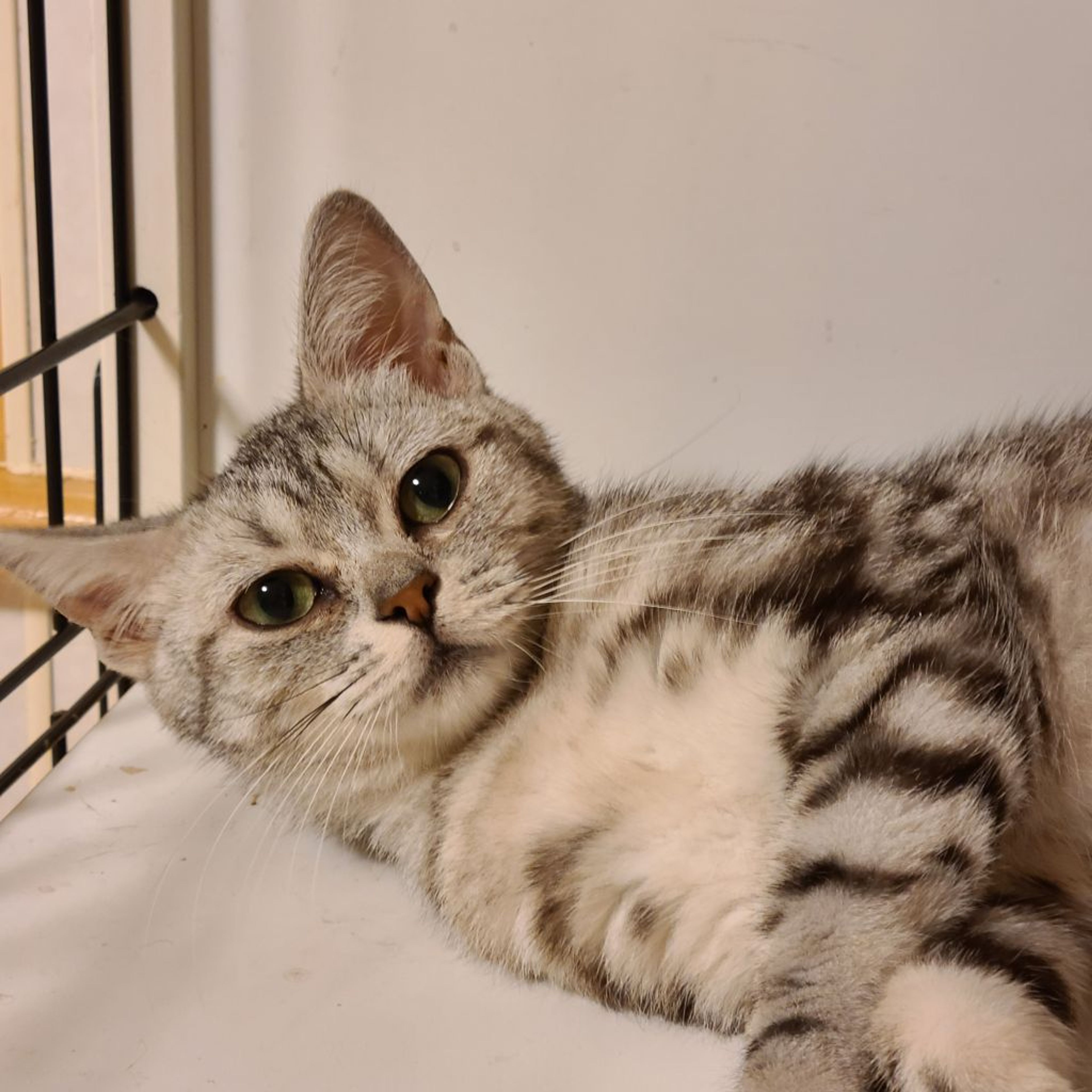 pet-image-3
