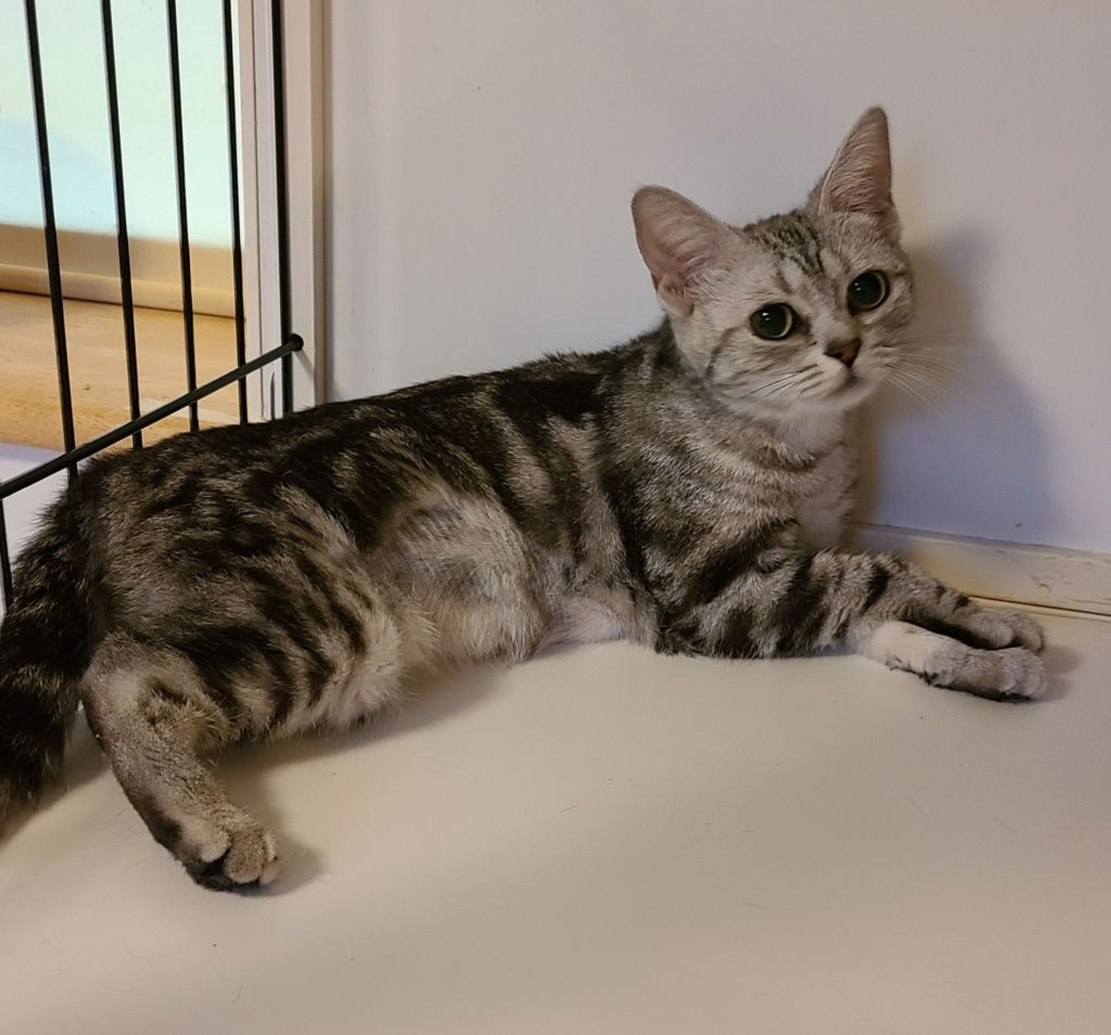pet-image-4