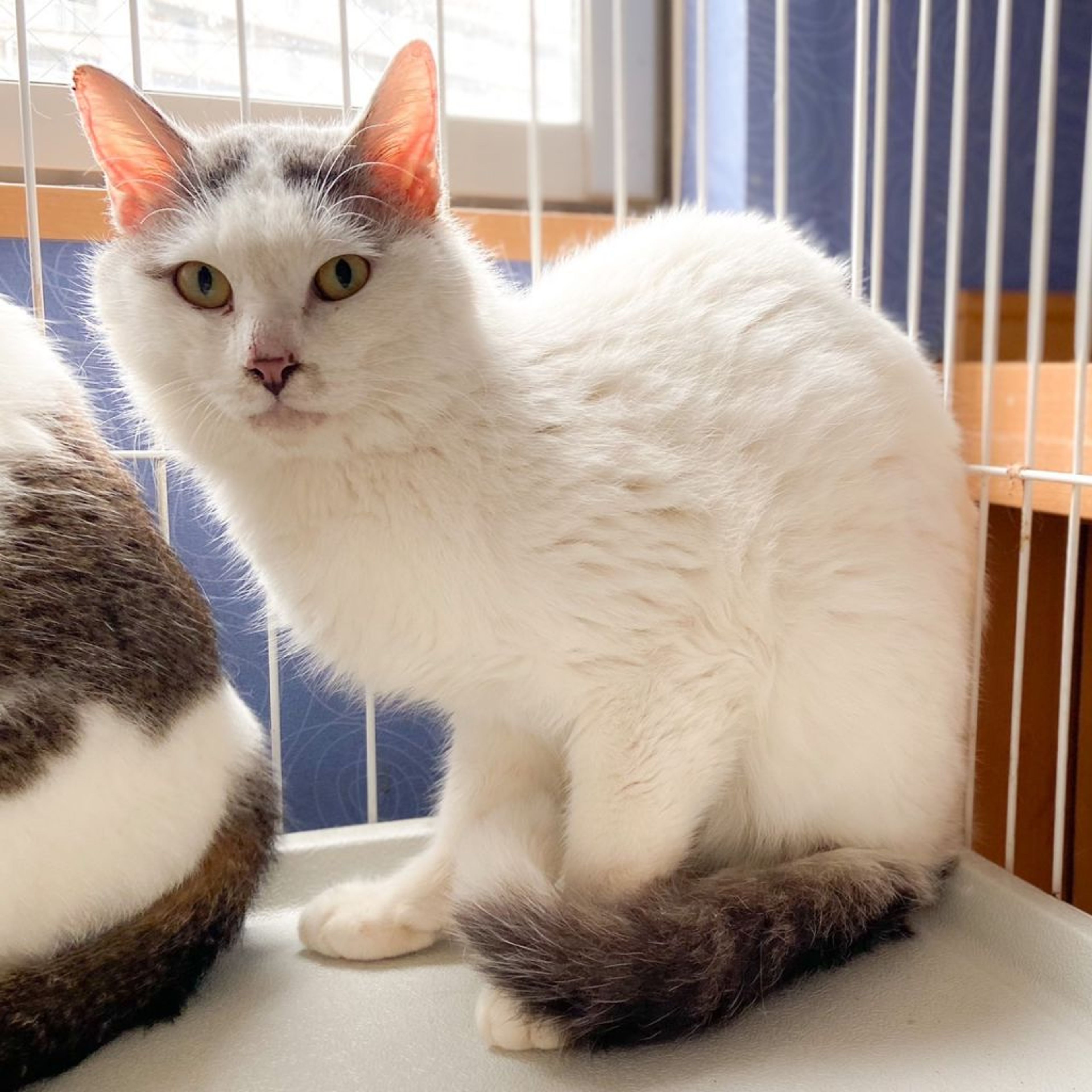 雑種（ミックス猫）・オスの里親募集の写真