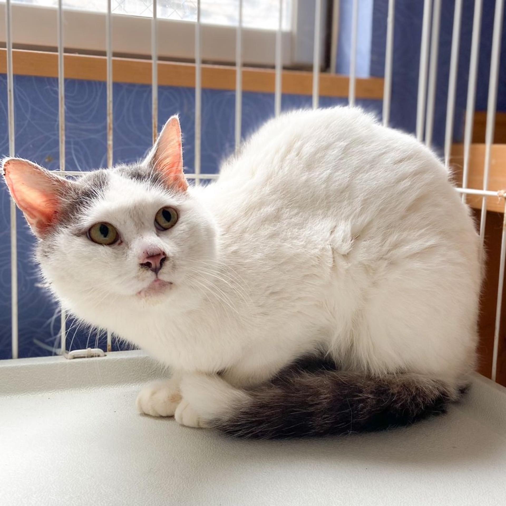 pet-image-2