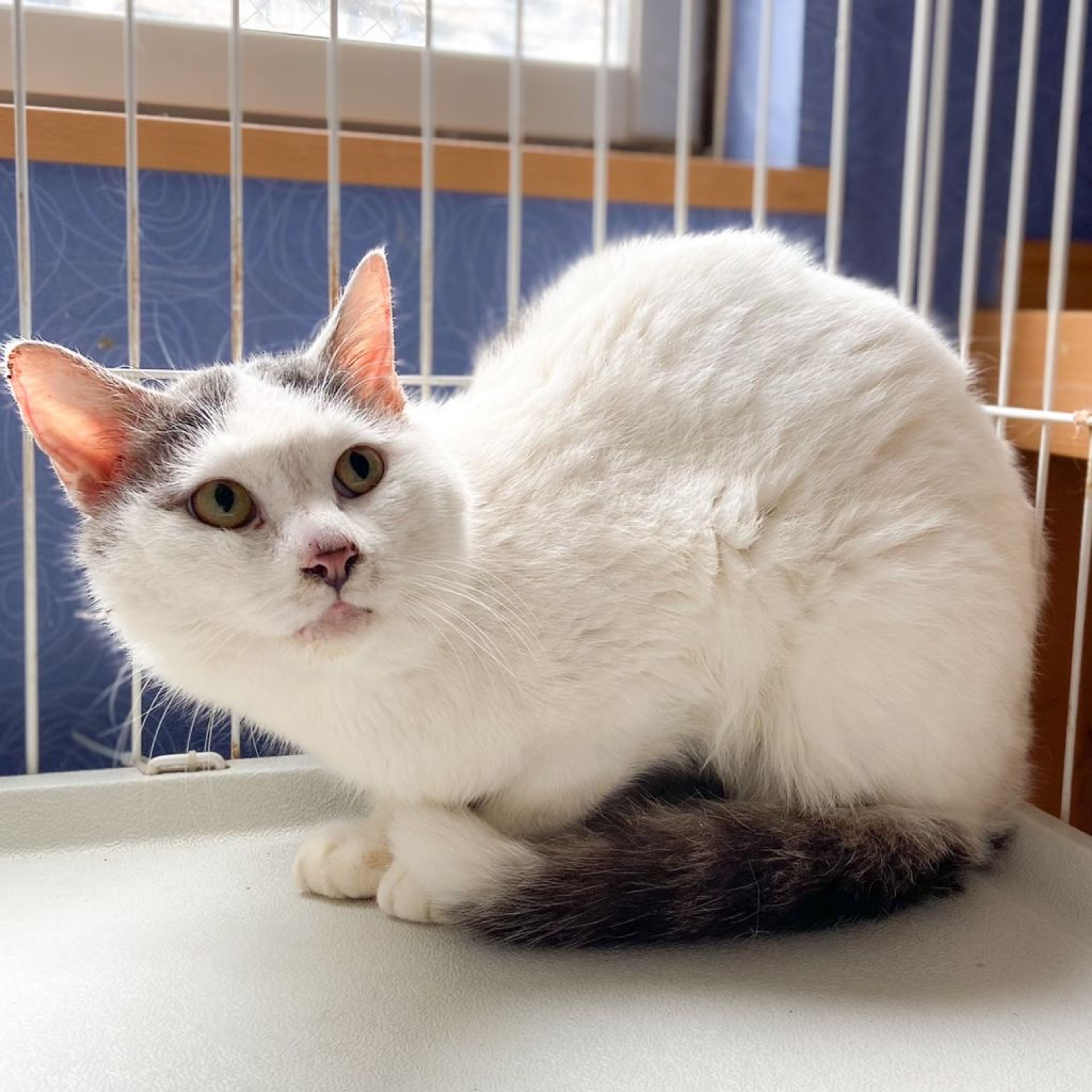 pet-image-2