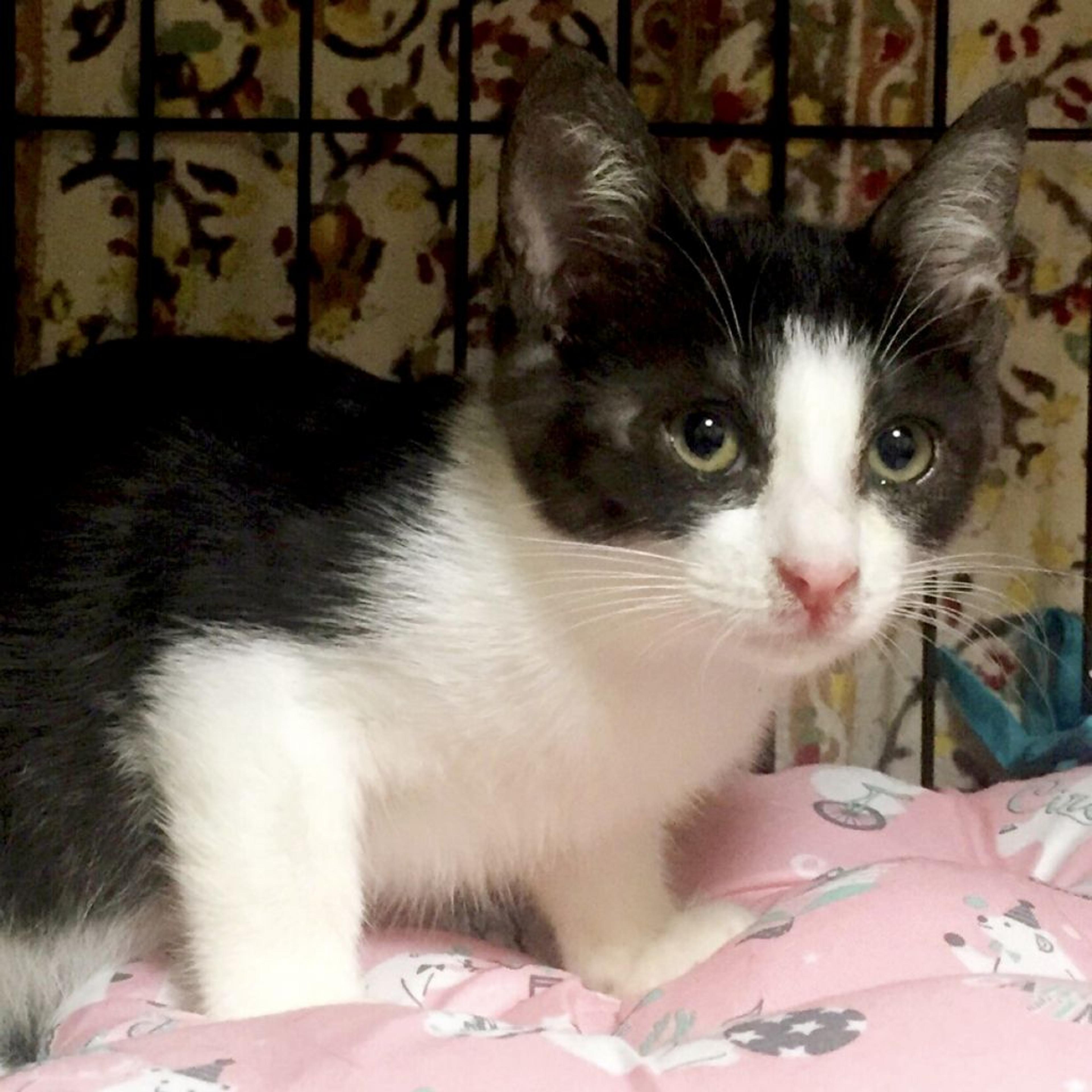 pet-image-2