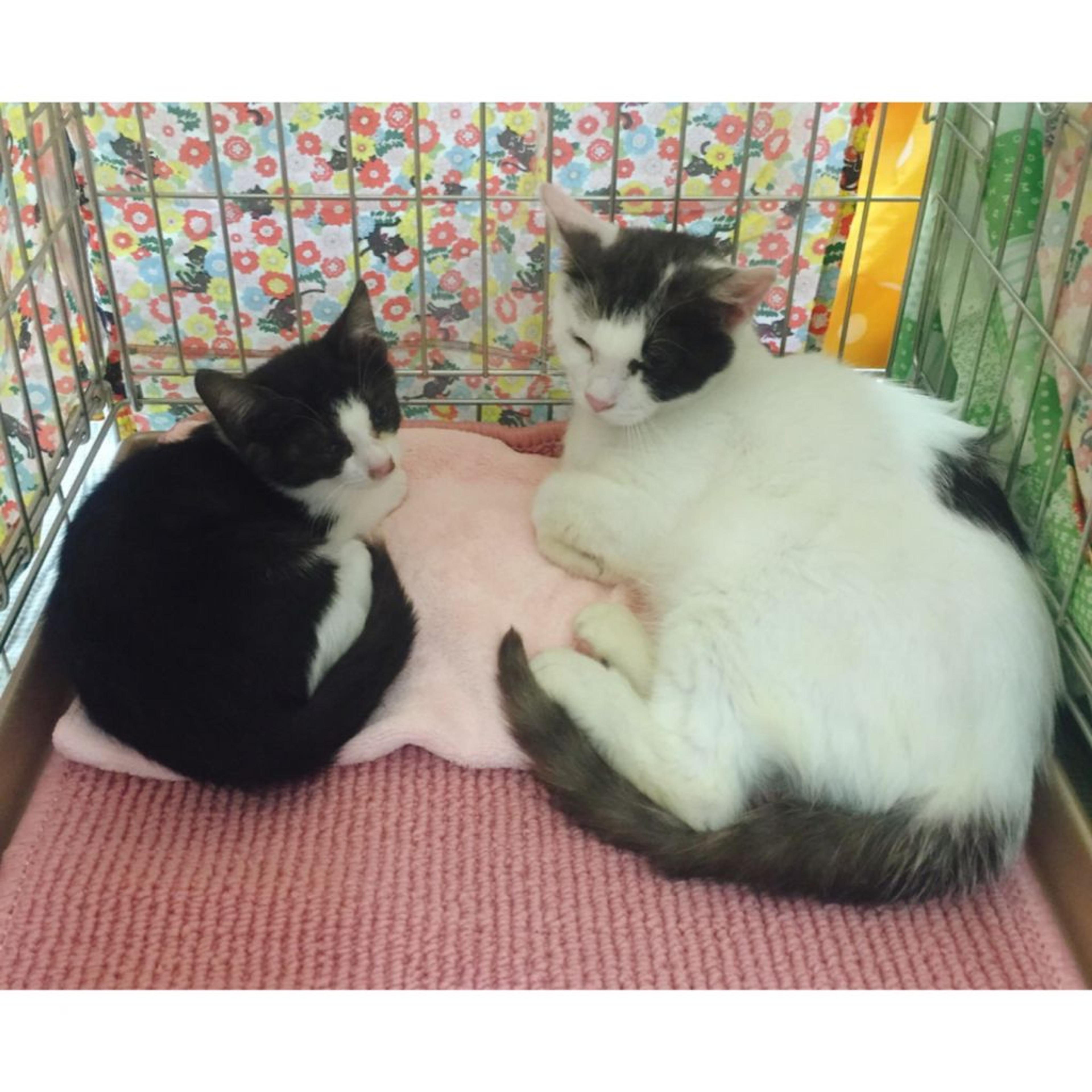 pet-image-3