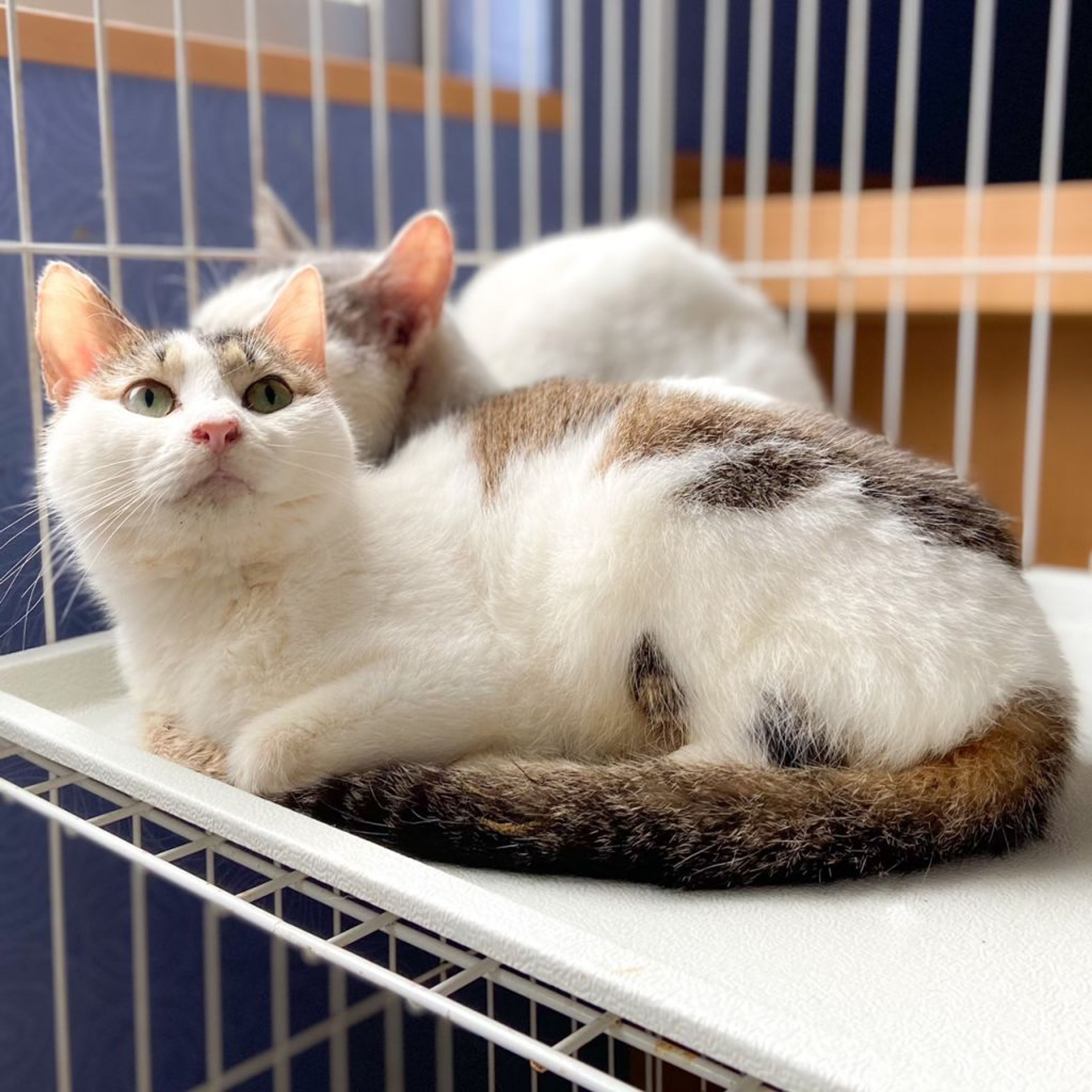 雑種（ミックス猫）・メスの里親募集の写真
