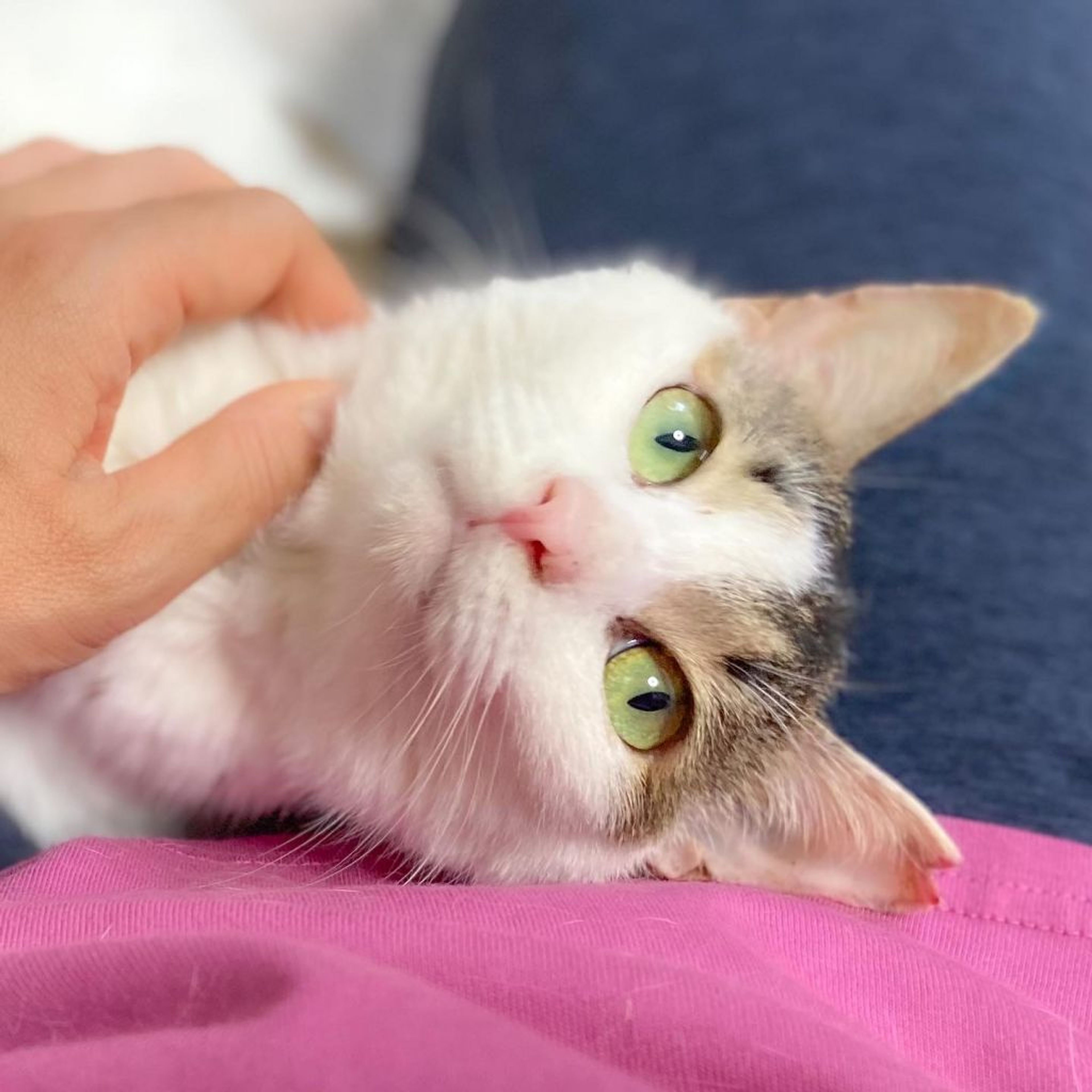 pet-image-4