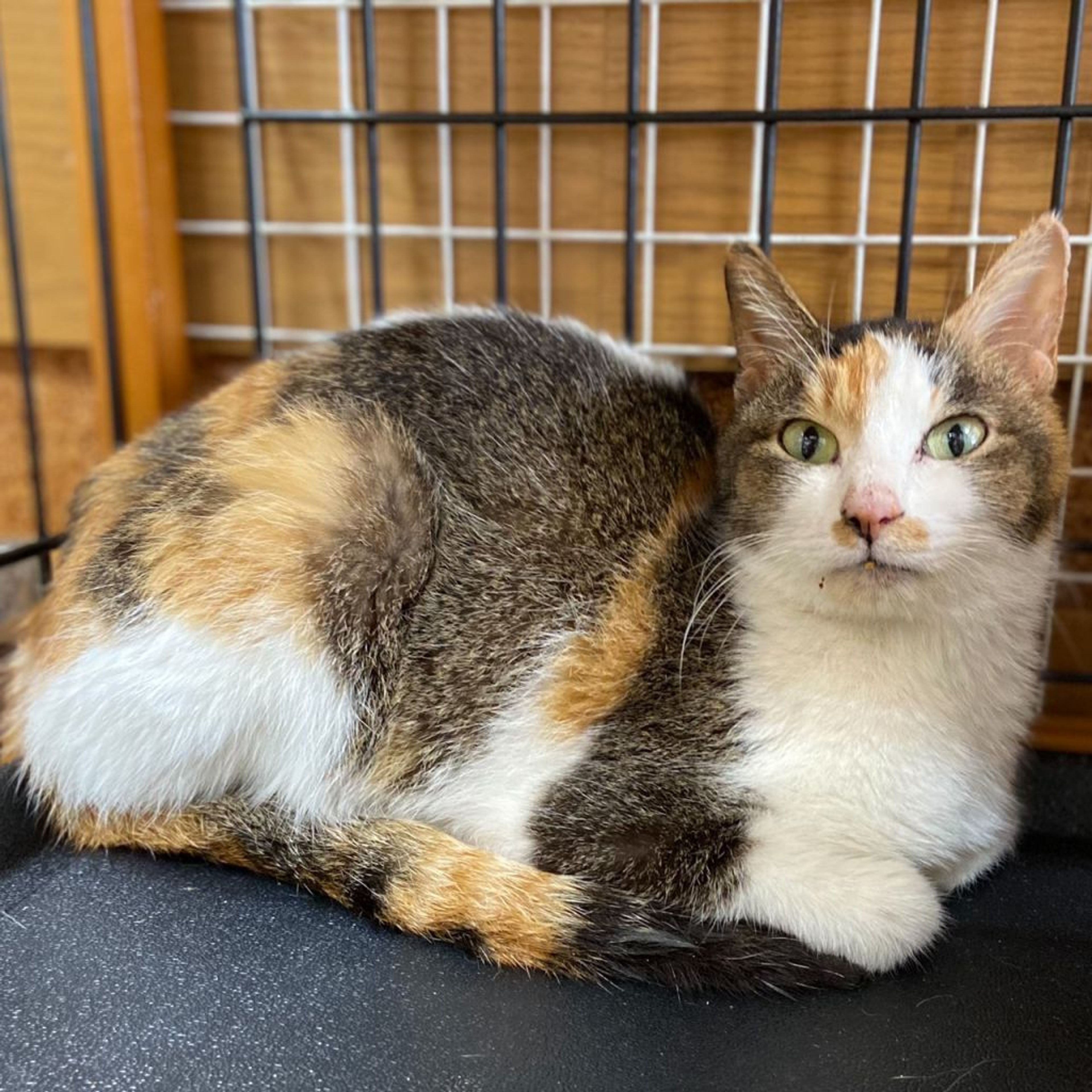 雑種（ミックス猫）・メスの里親募集の写真