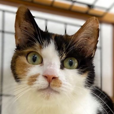 サリーの写真