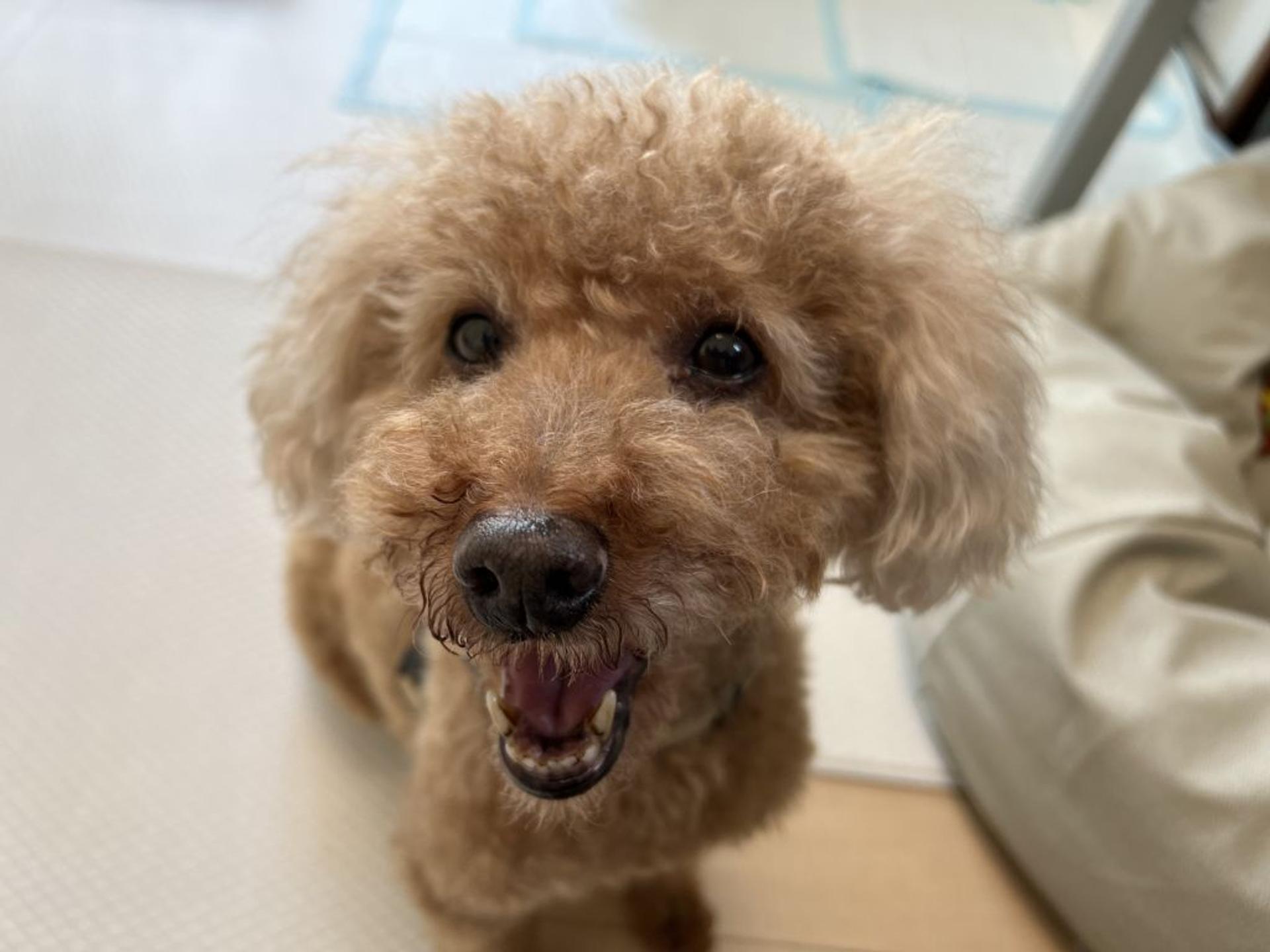 pet-image-3