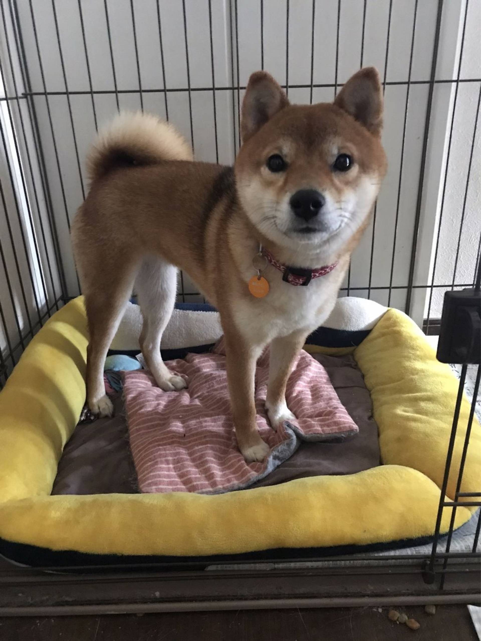 柴犬・メスの里親募集の写真