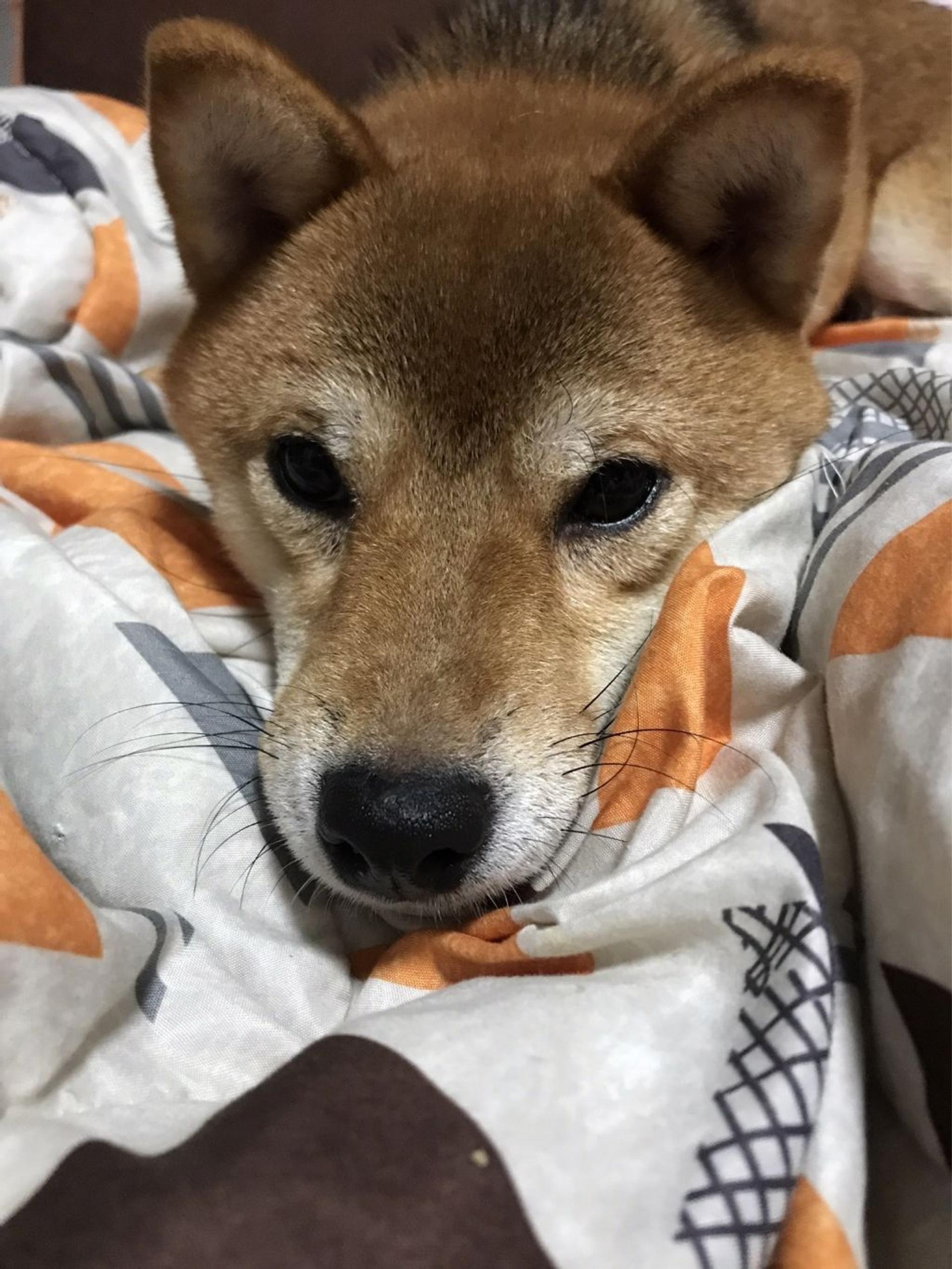 pet-image-5
