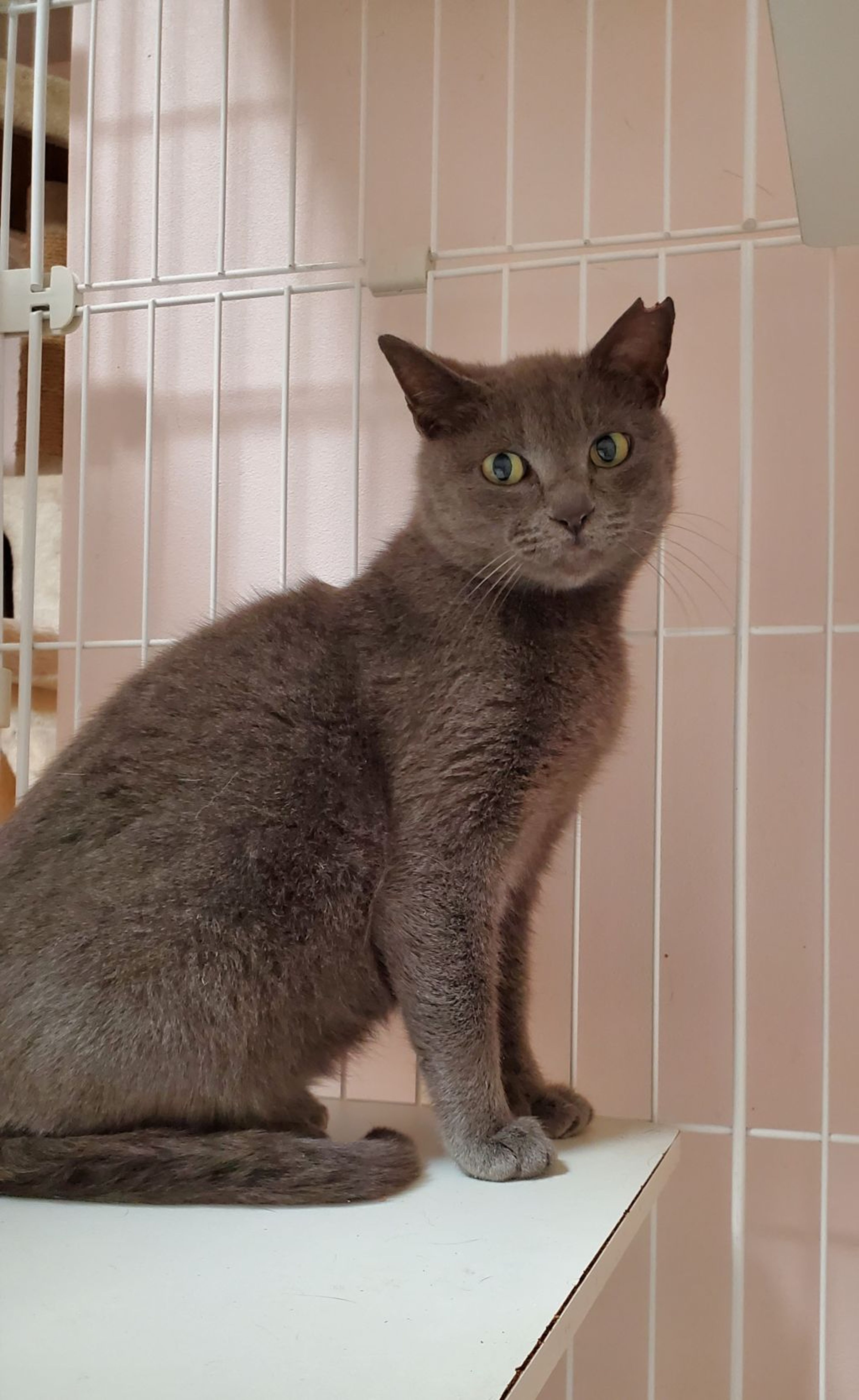雑種（ミックス猫）・メスの里親募集の写真