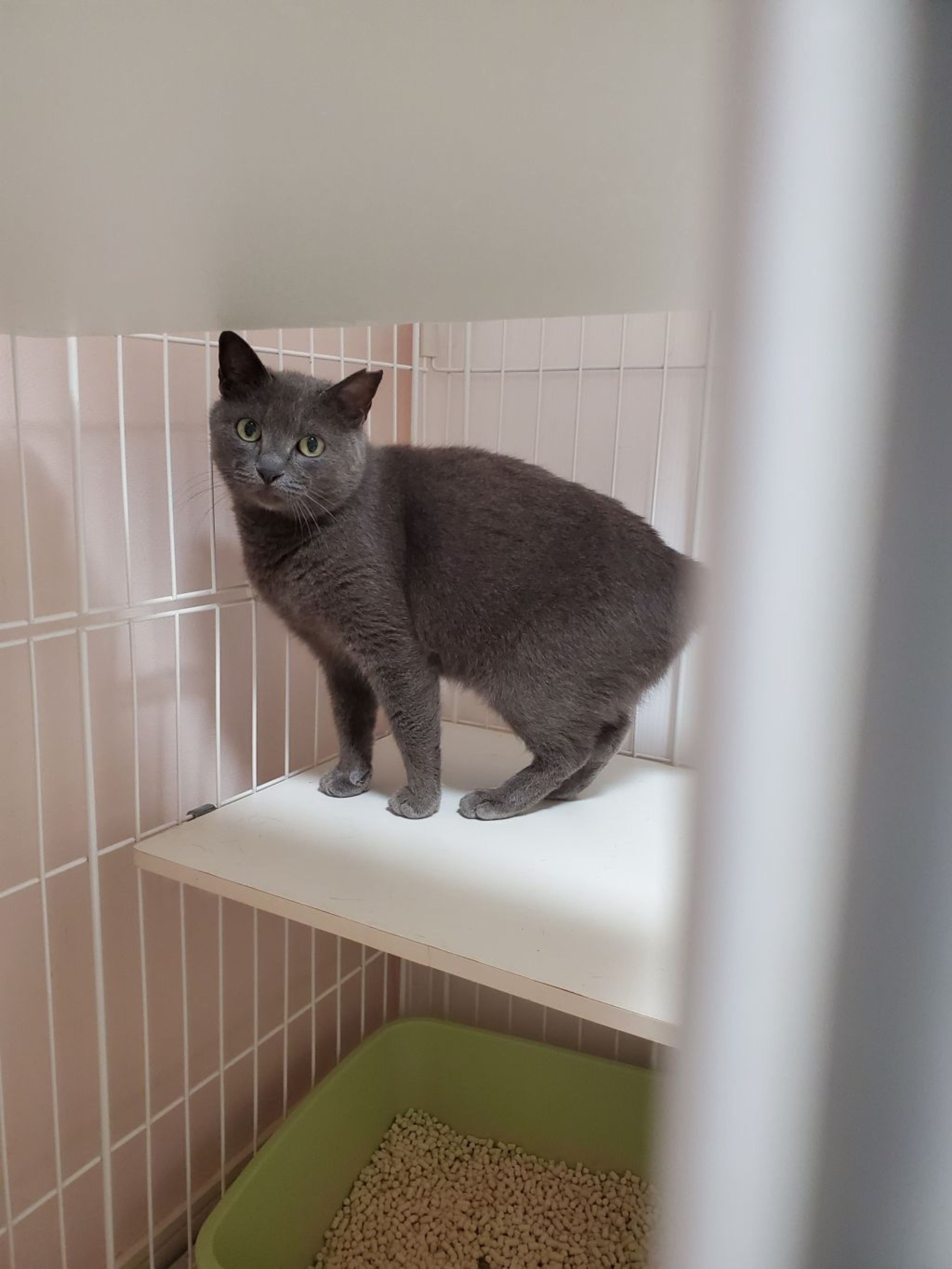 pet-image-2
