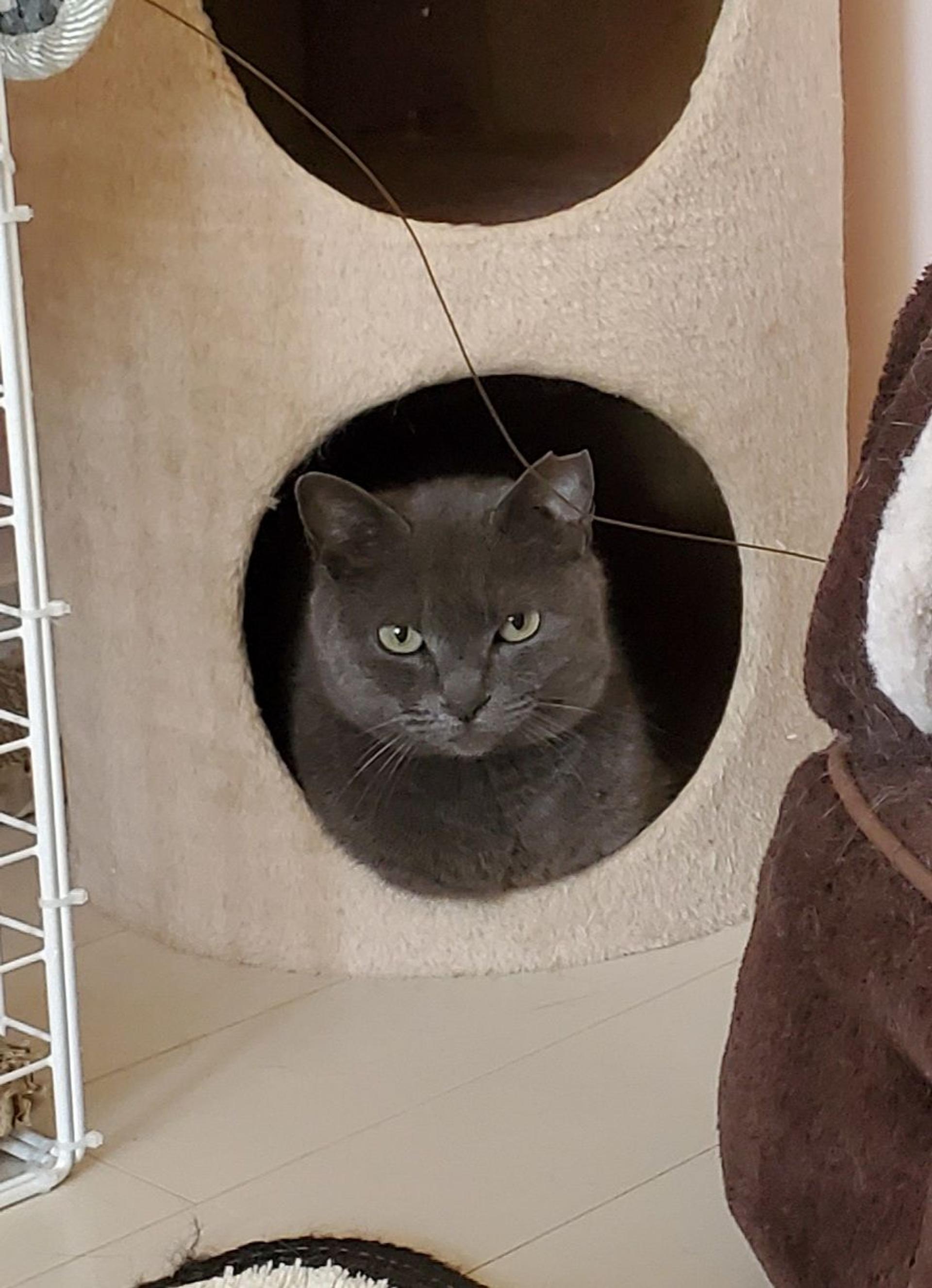 pet-image-3