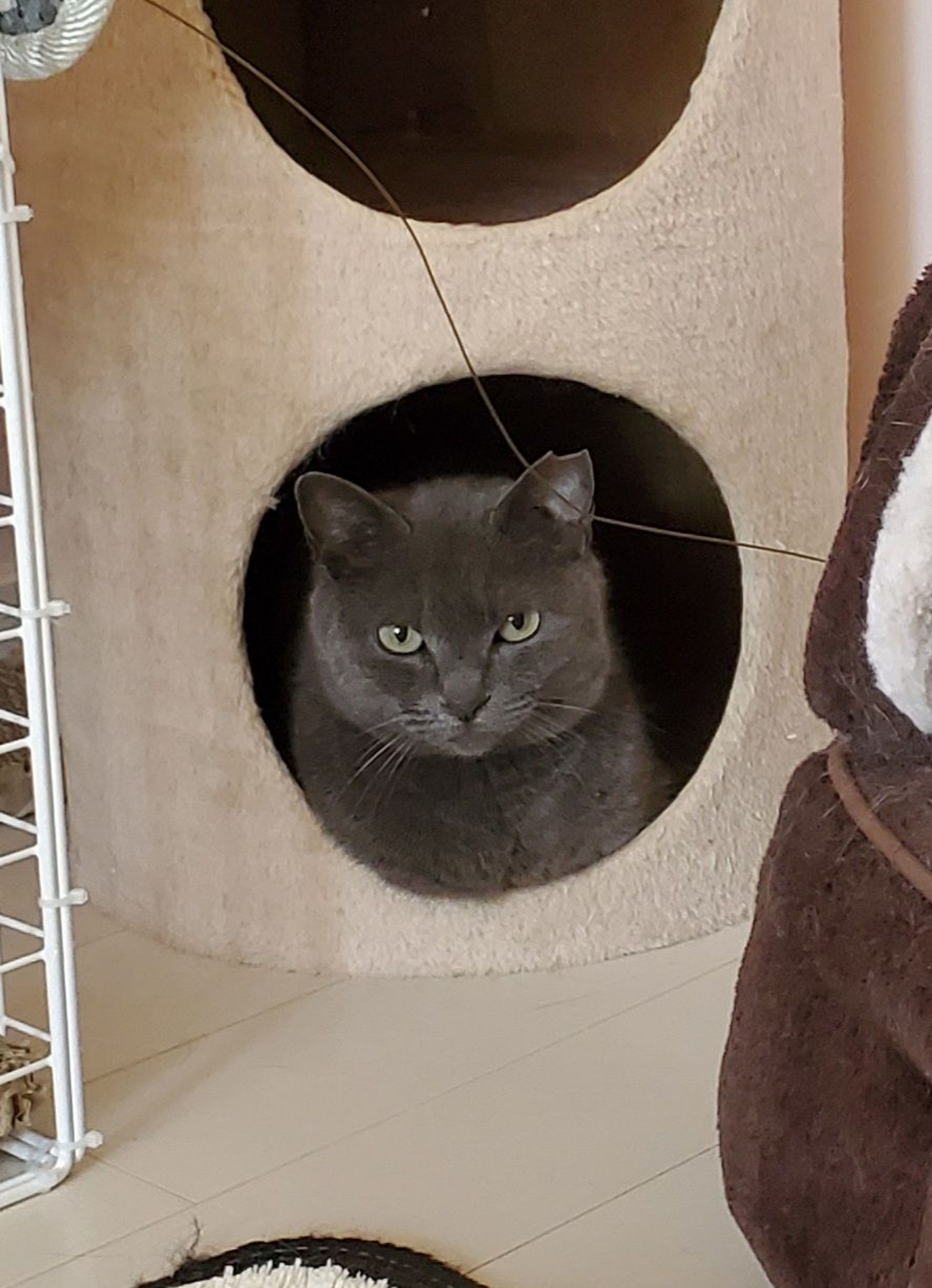 pet-image-3