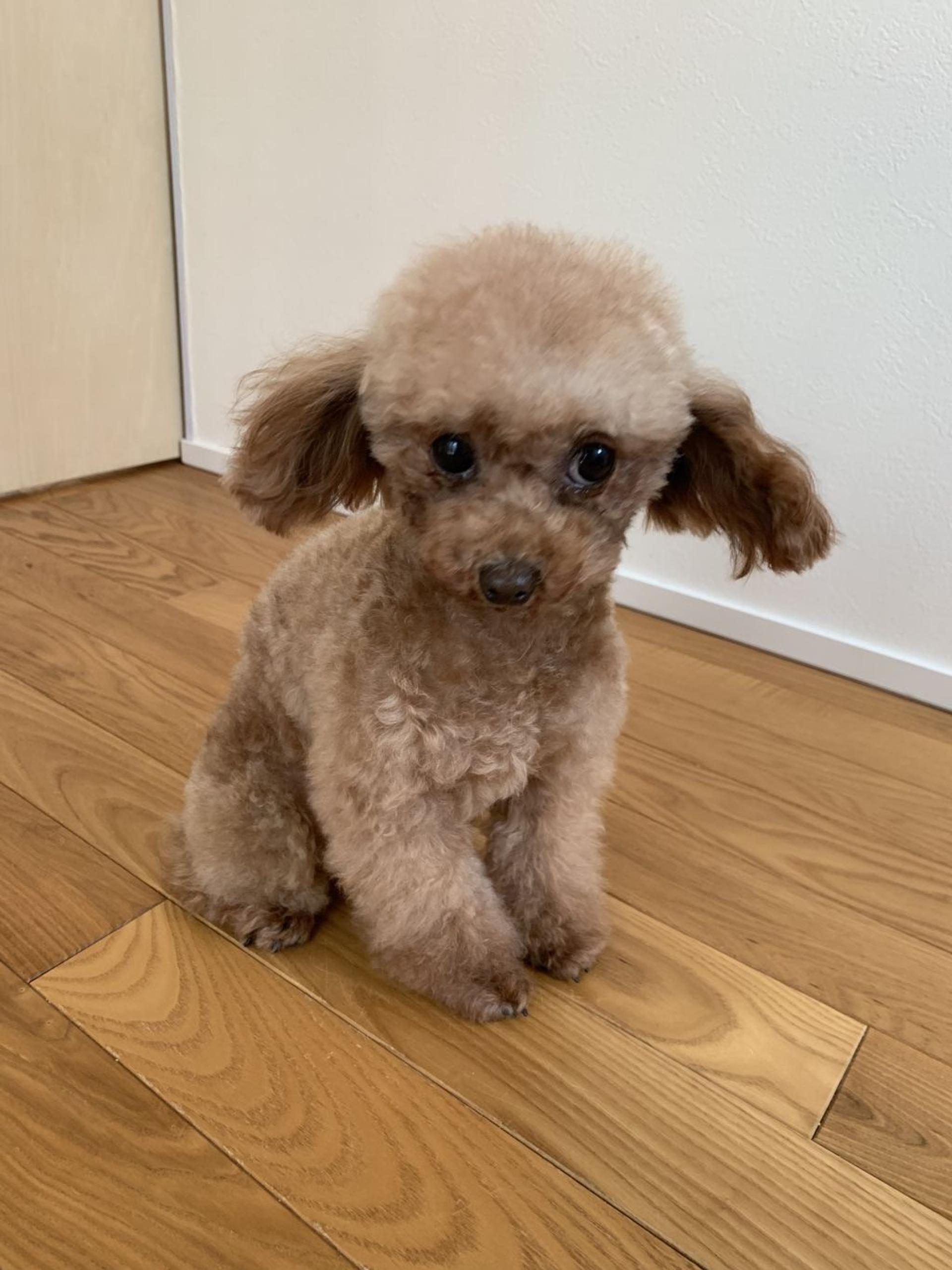 pet-image-4