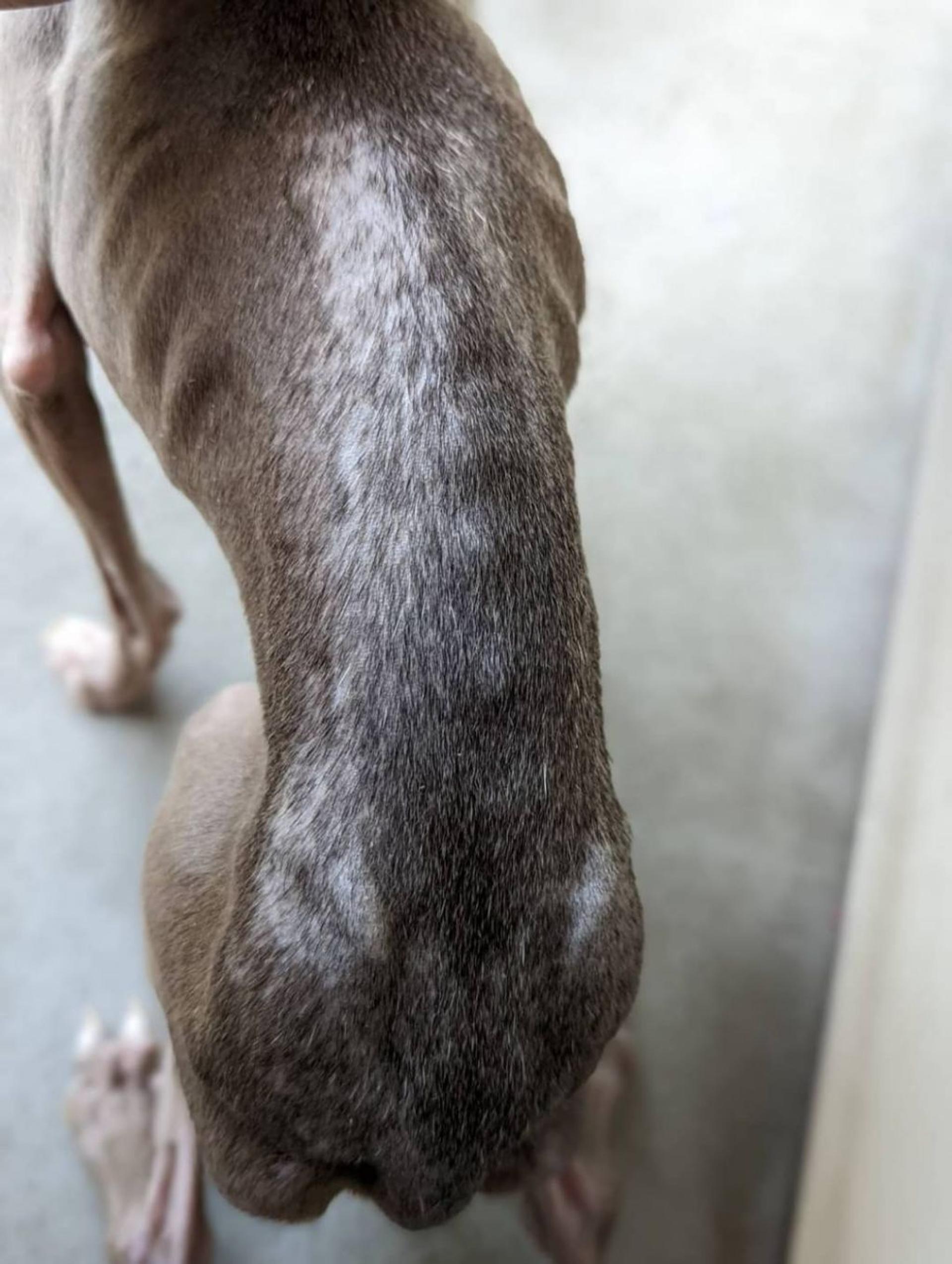 pet-image-5