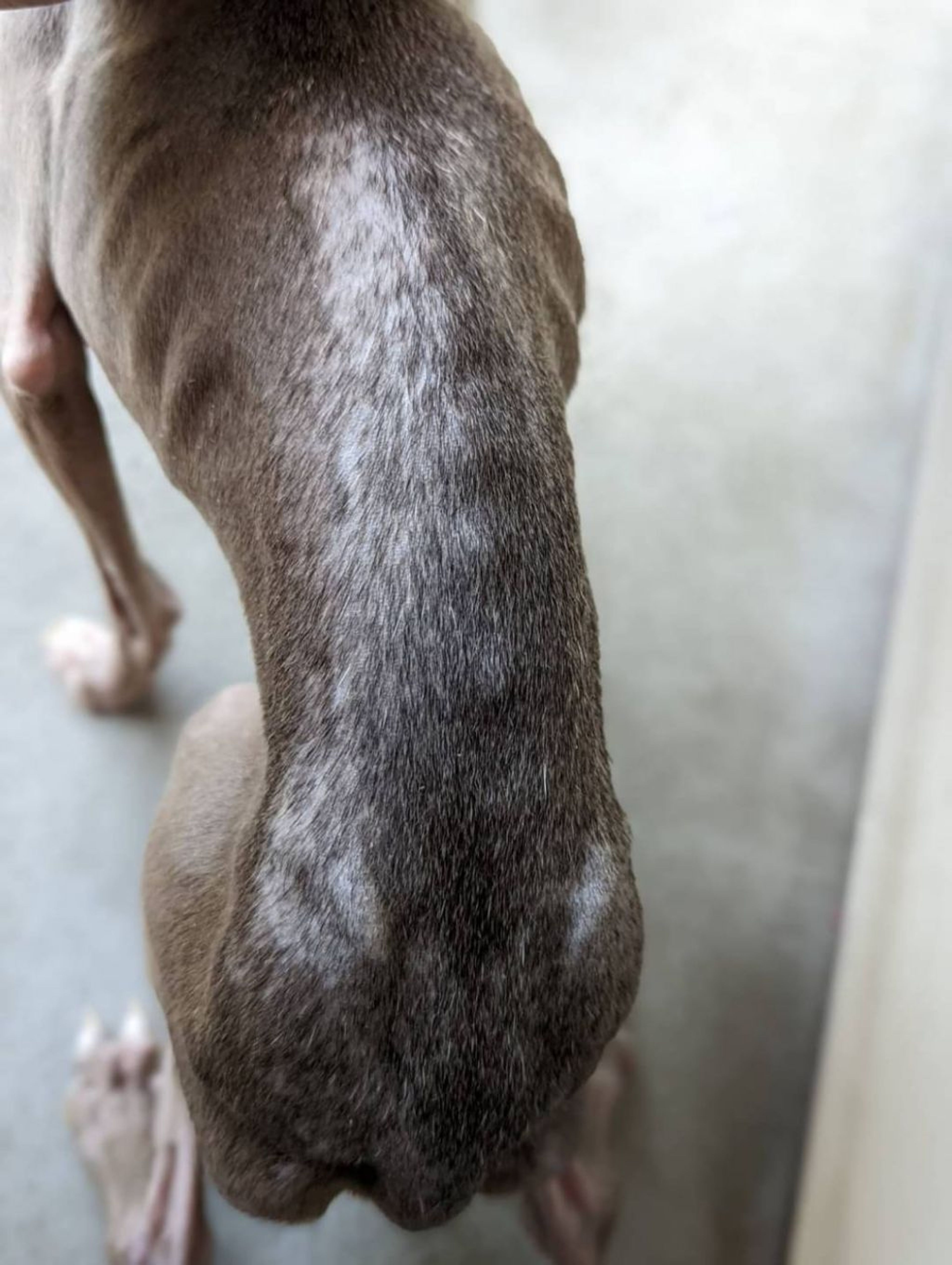 pet-image-5
