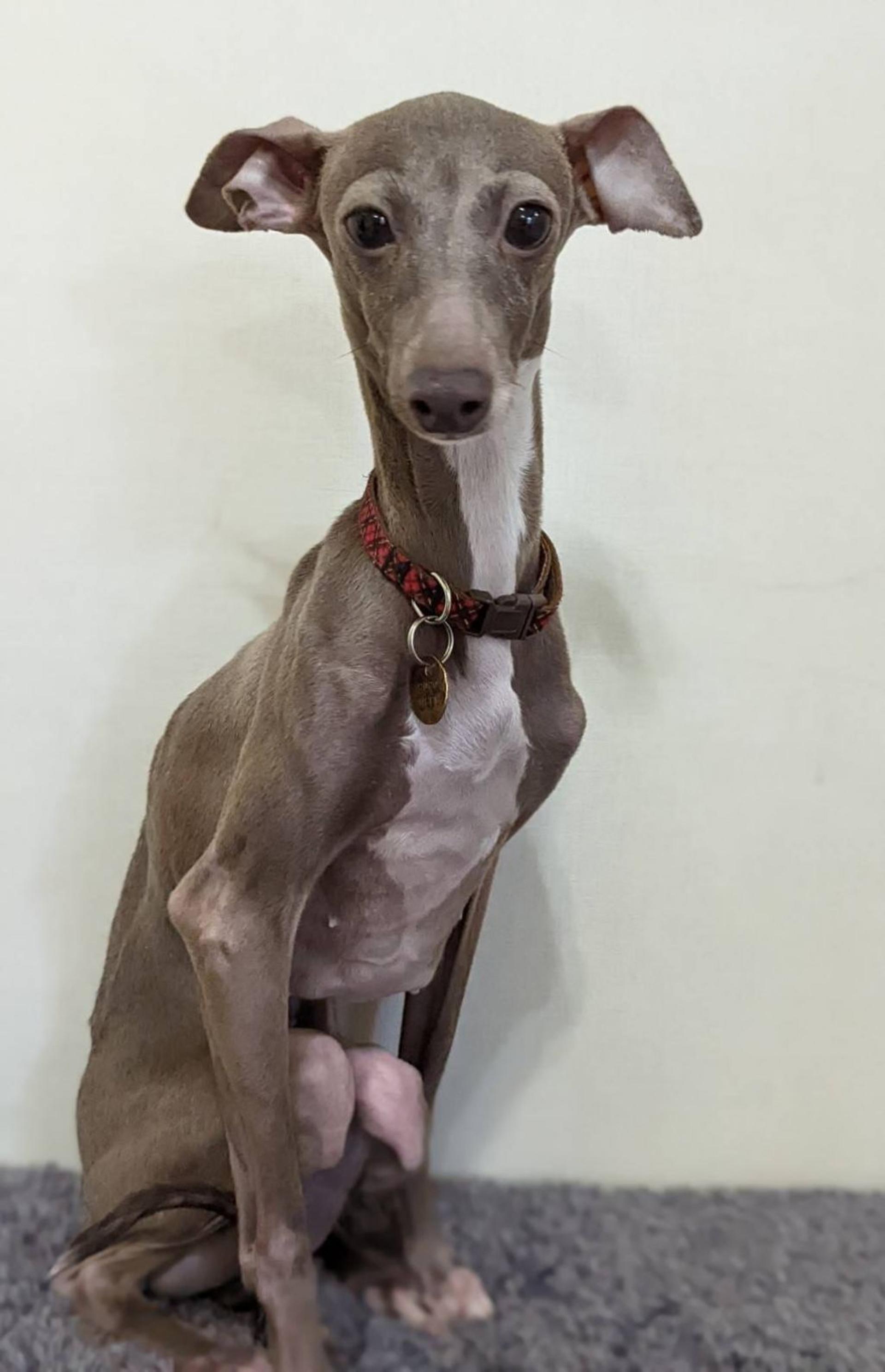 pet-image-6