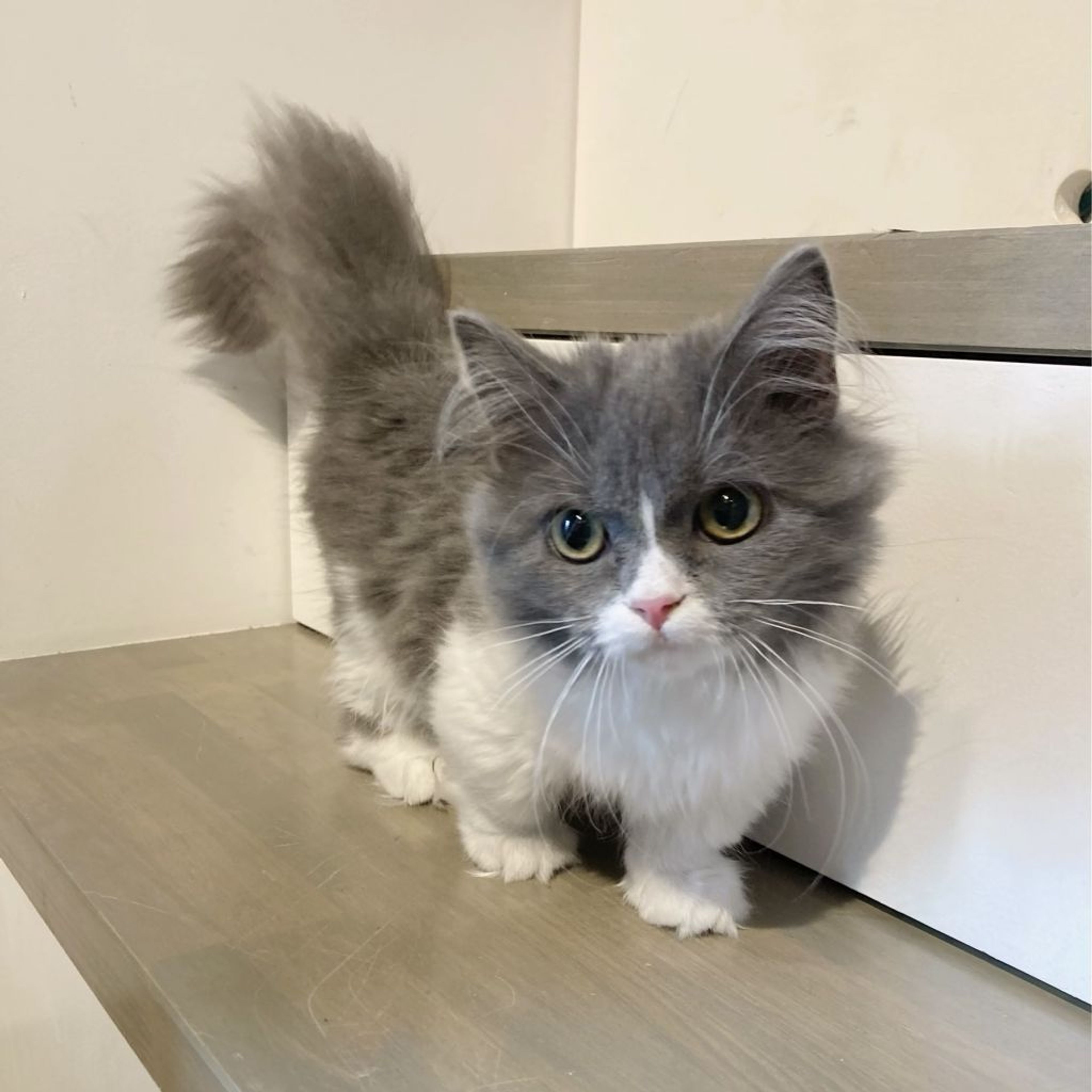 pet-image-4