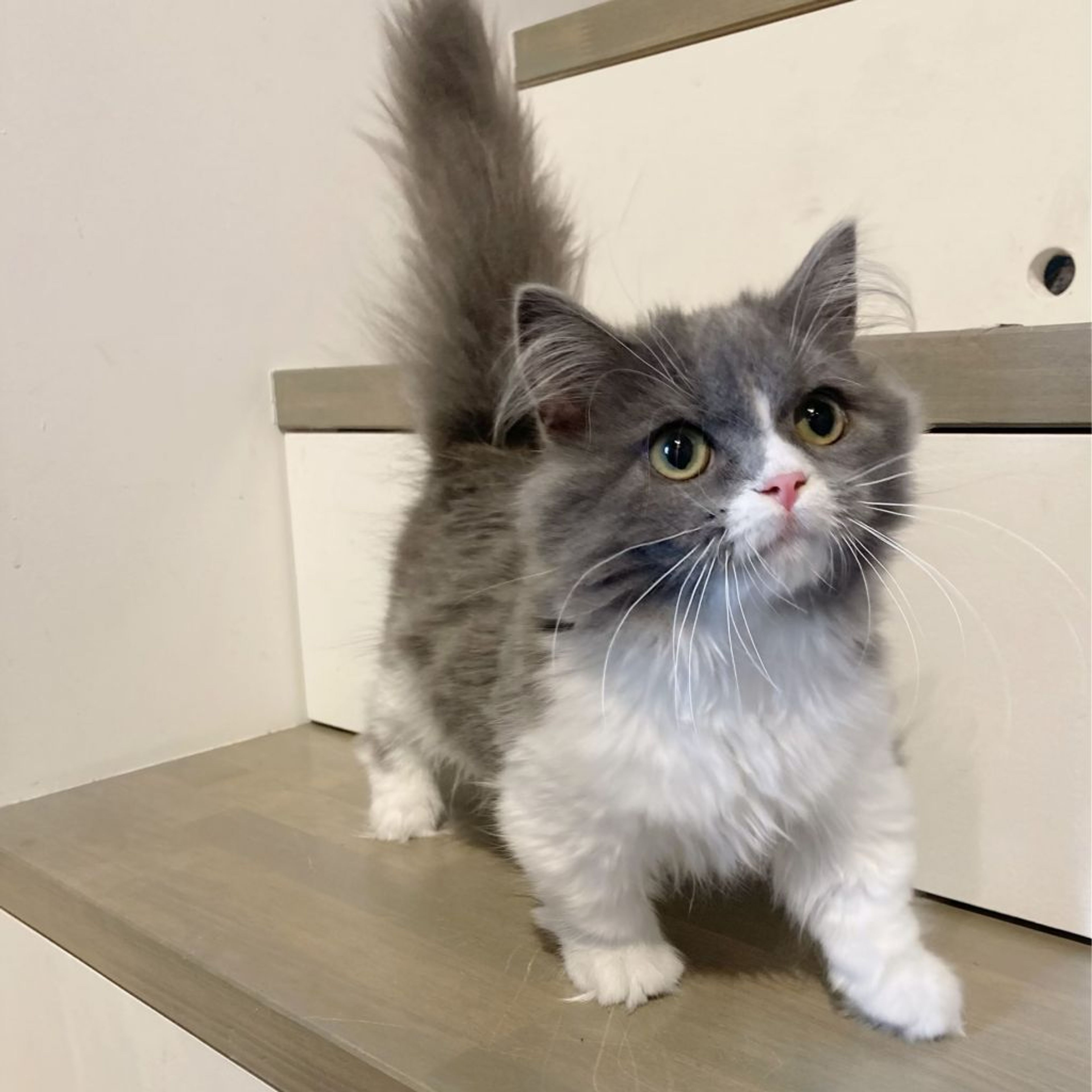 pet-image-6