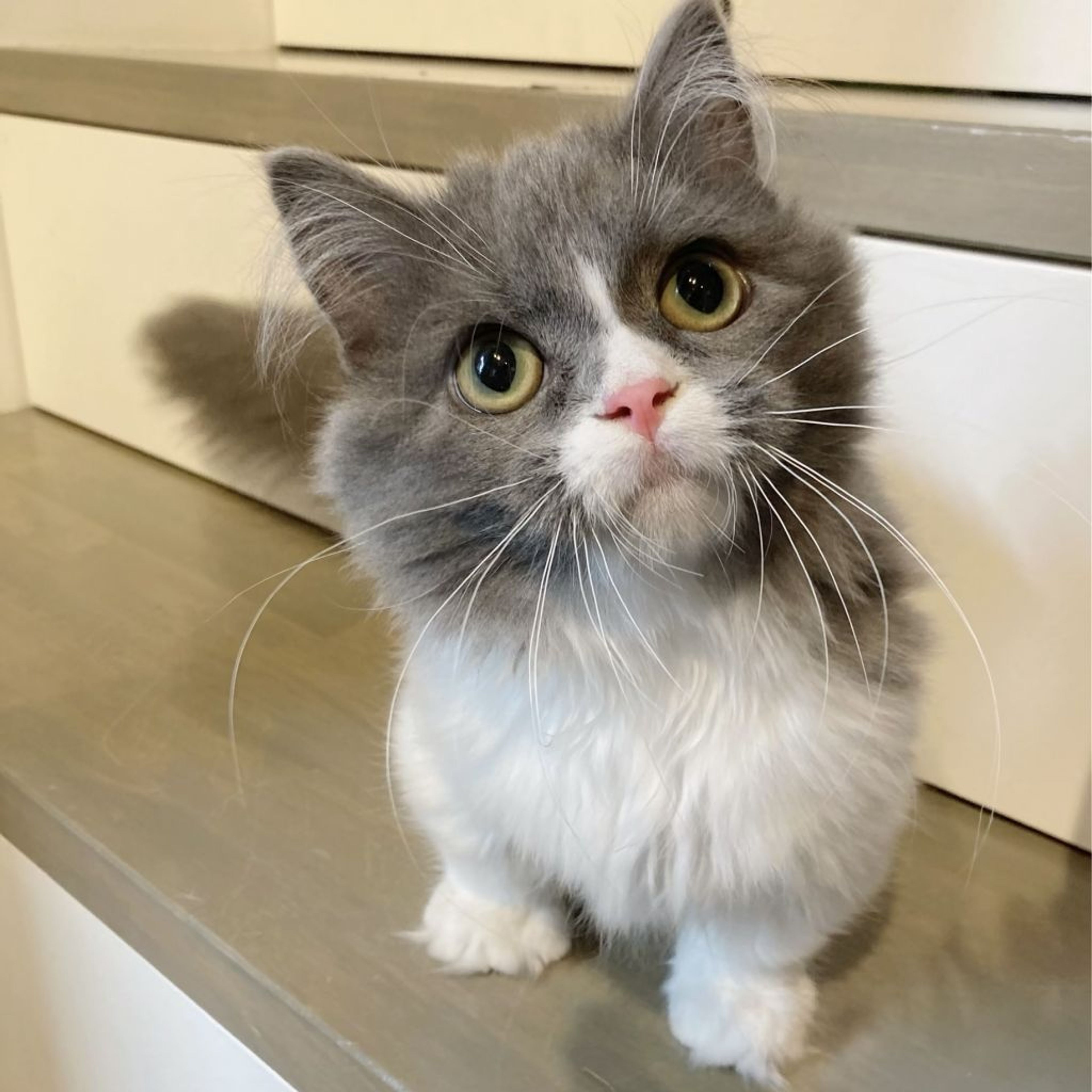 pet-image-7