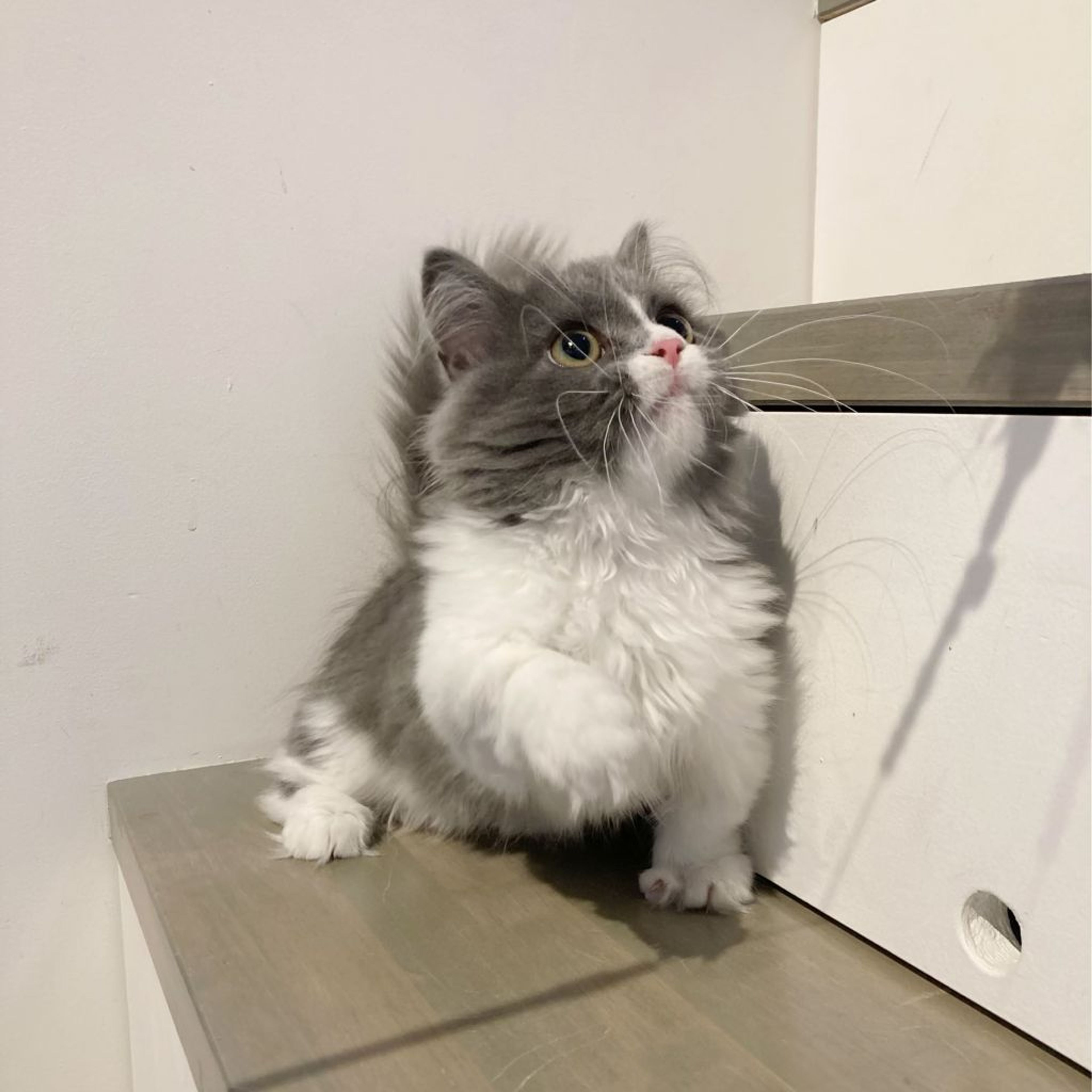 pet-image-8