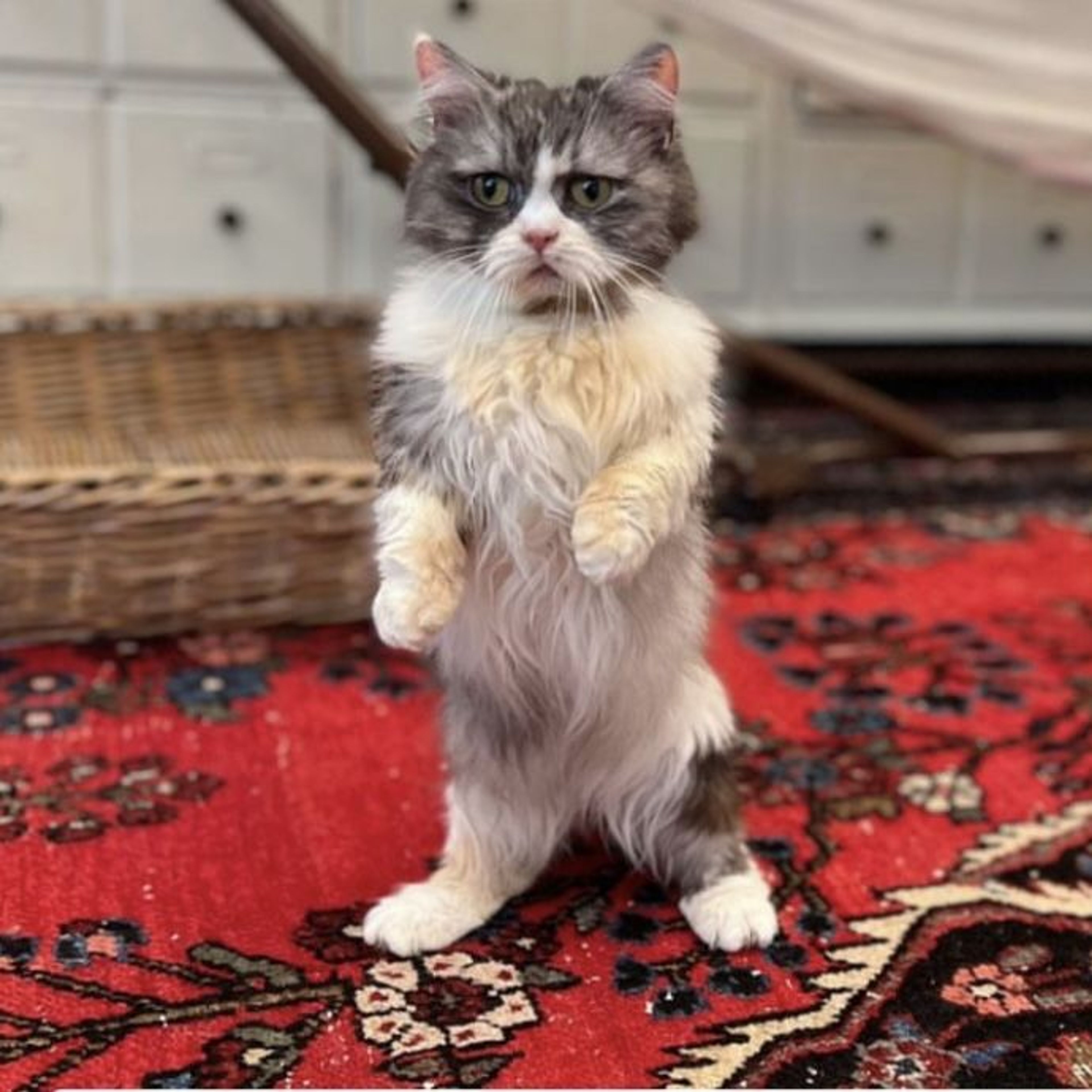 マンチカン・メスの里親募集の写真