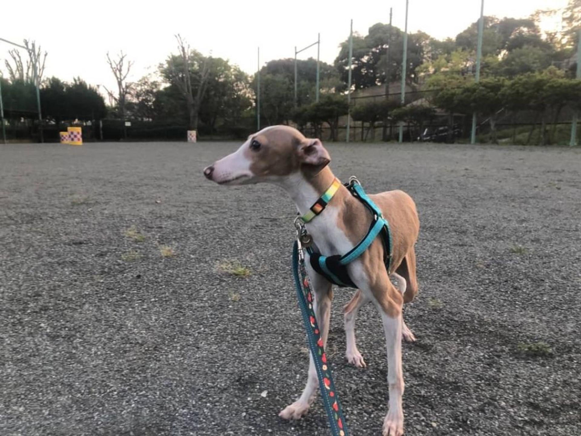 pet-image-3