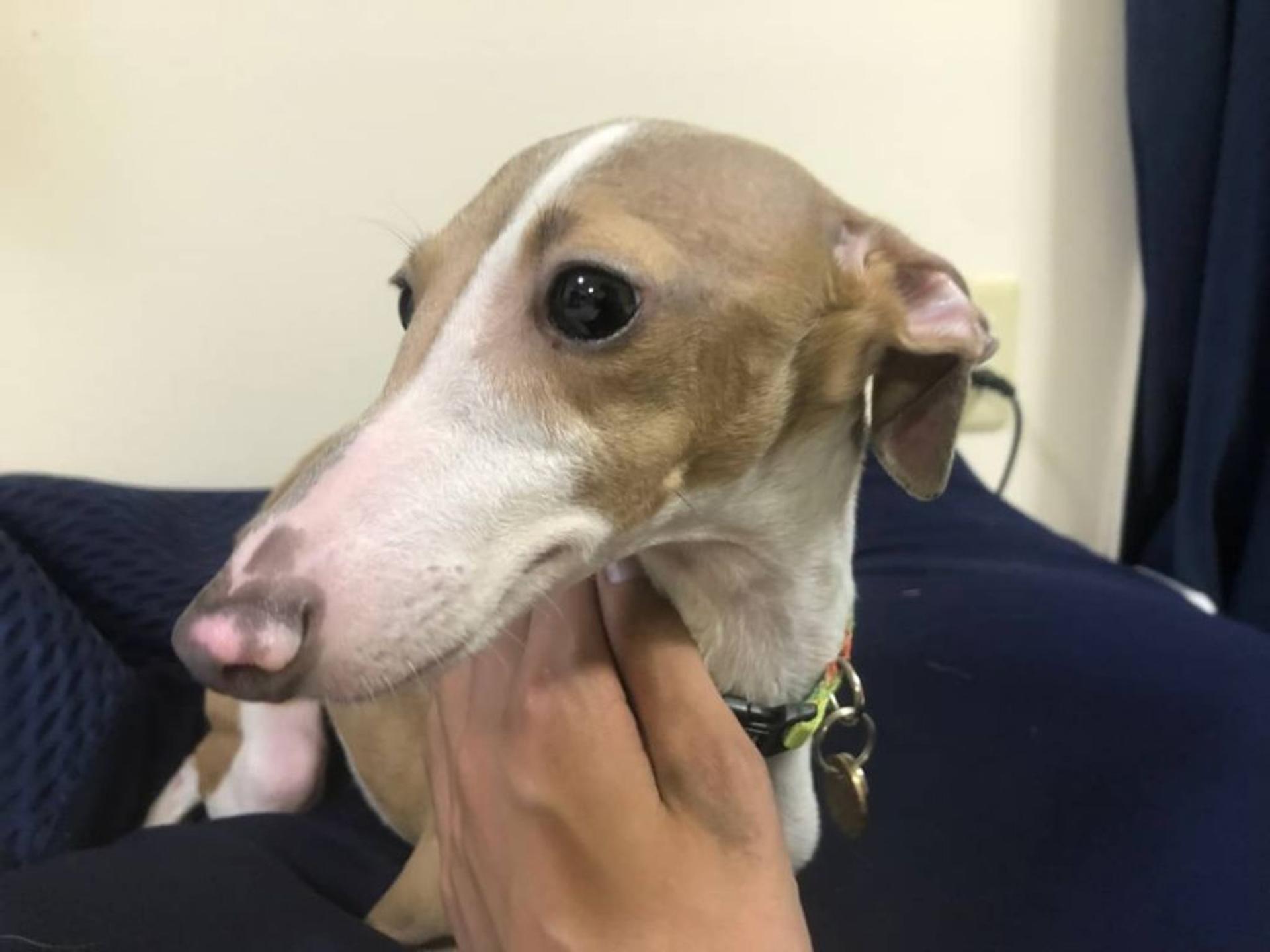 pet-image-4