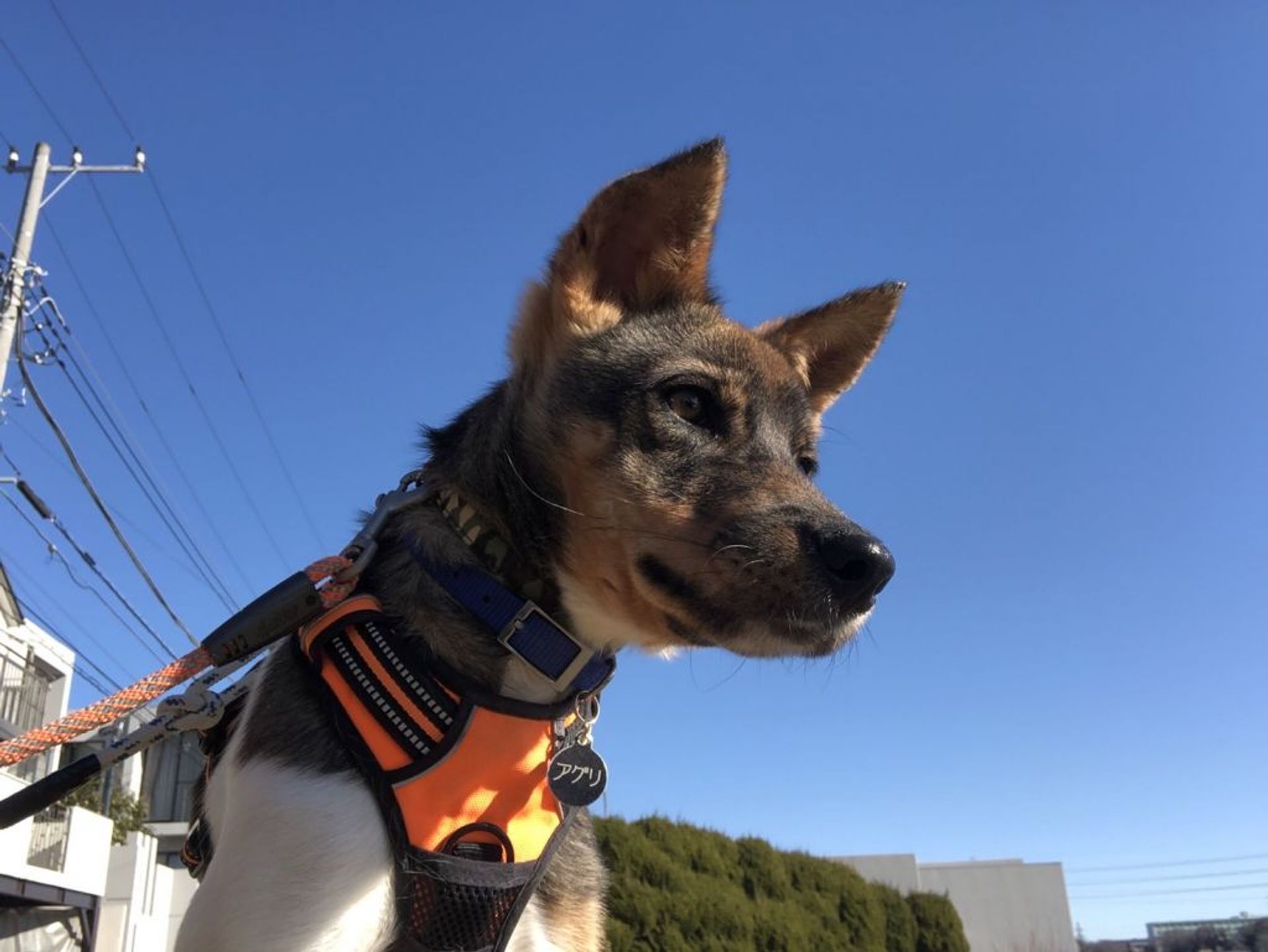雑種（ミックス犬）・オスの里親募集の写真