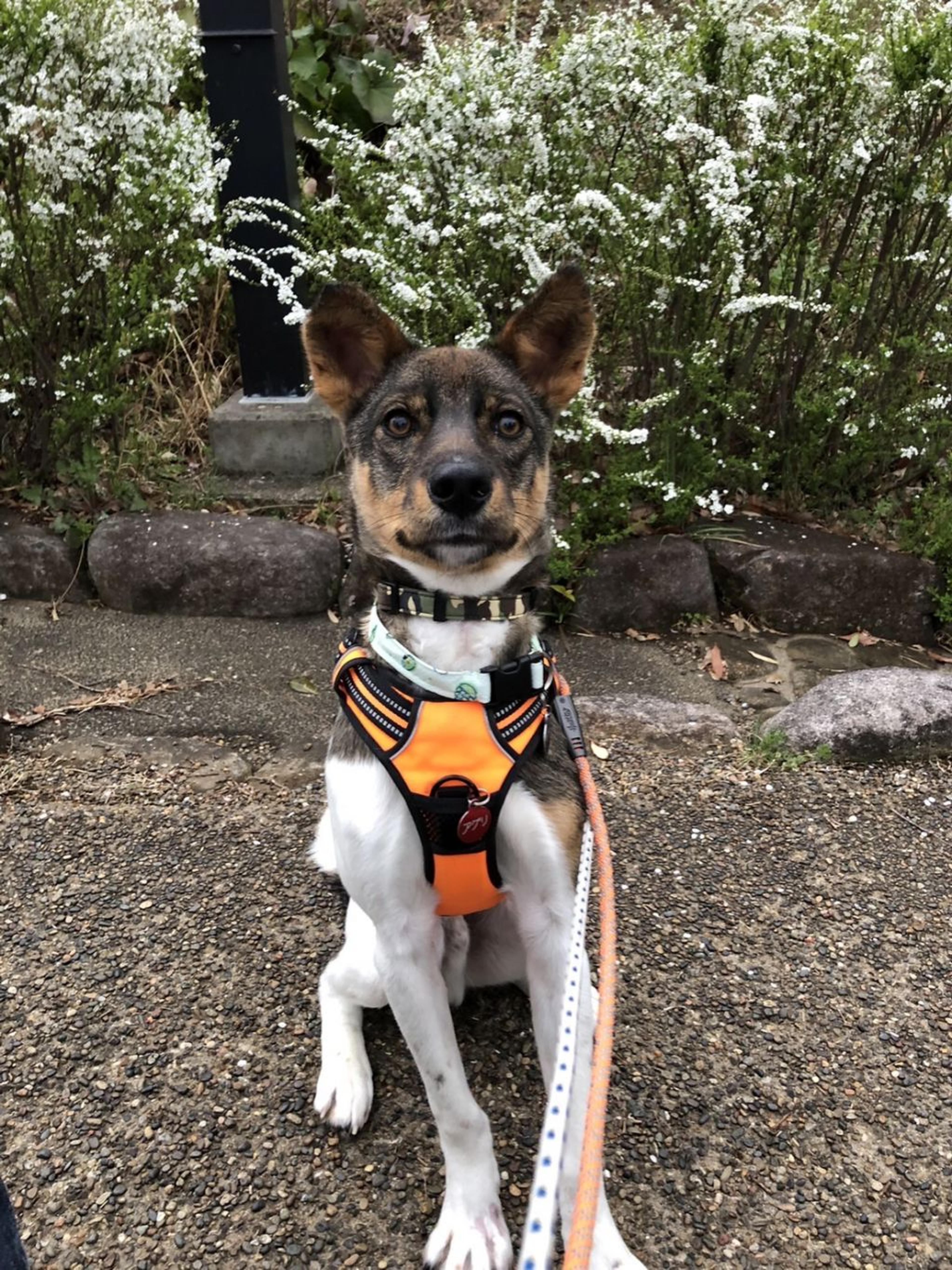 pet-image-2