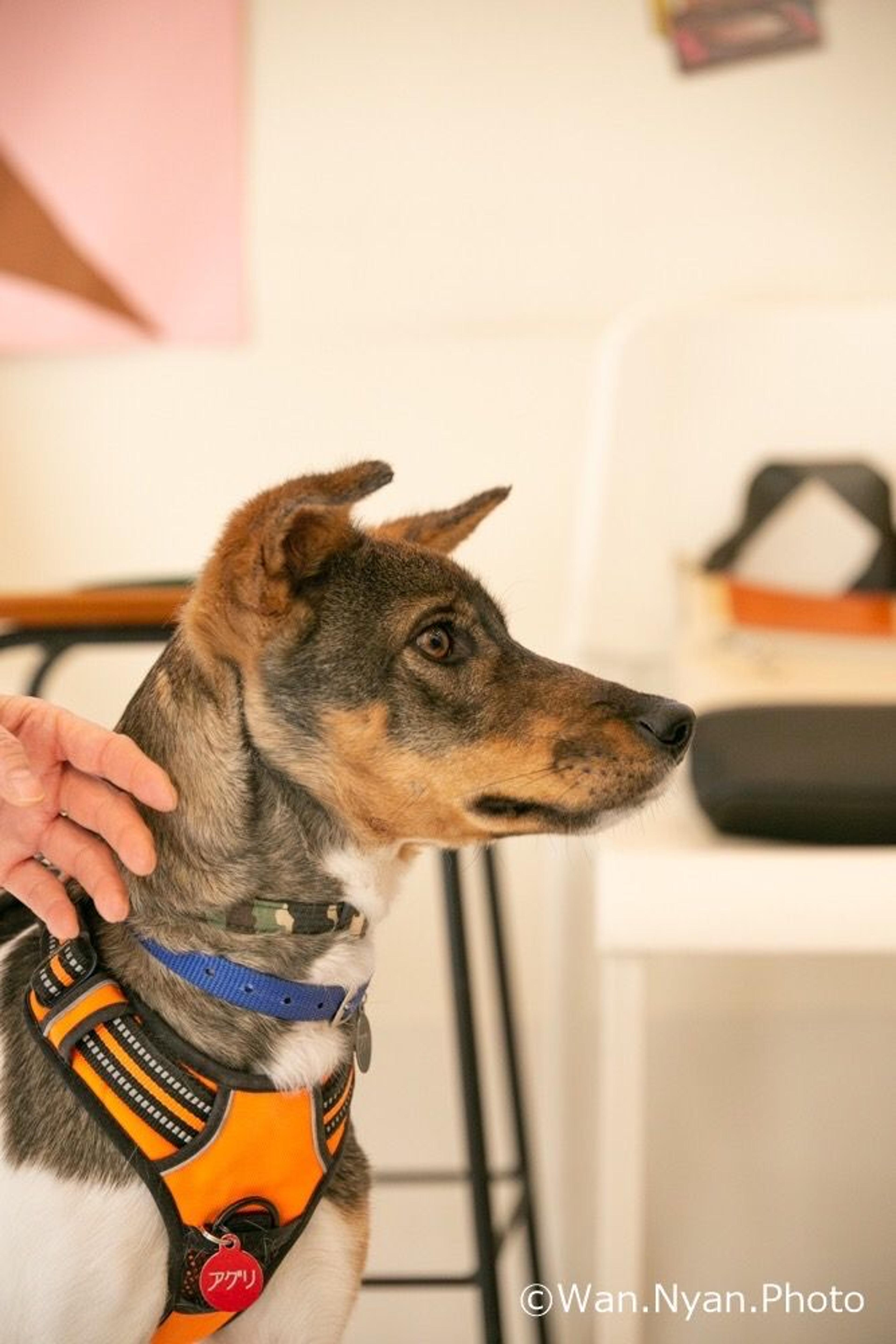 pet-image-3