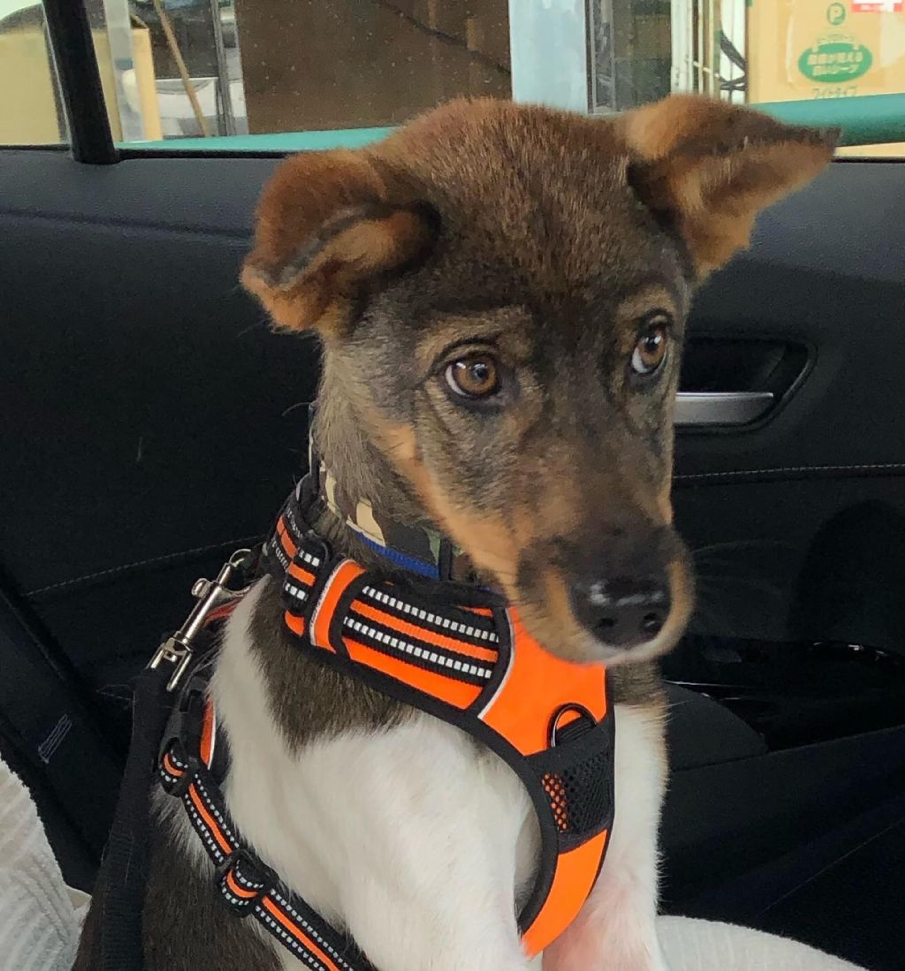 pet-image-4