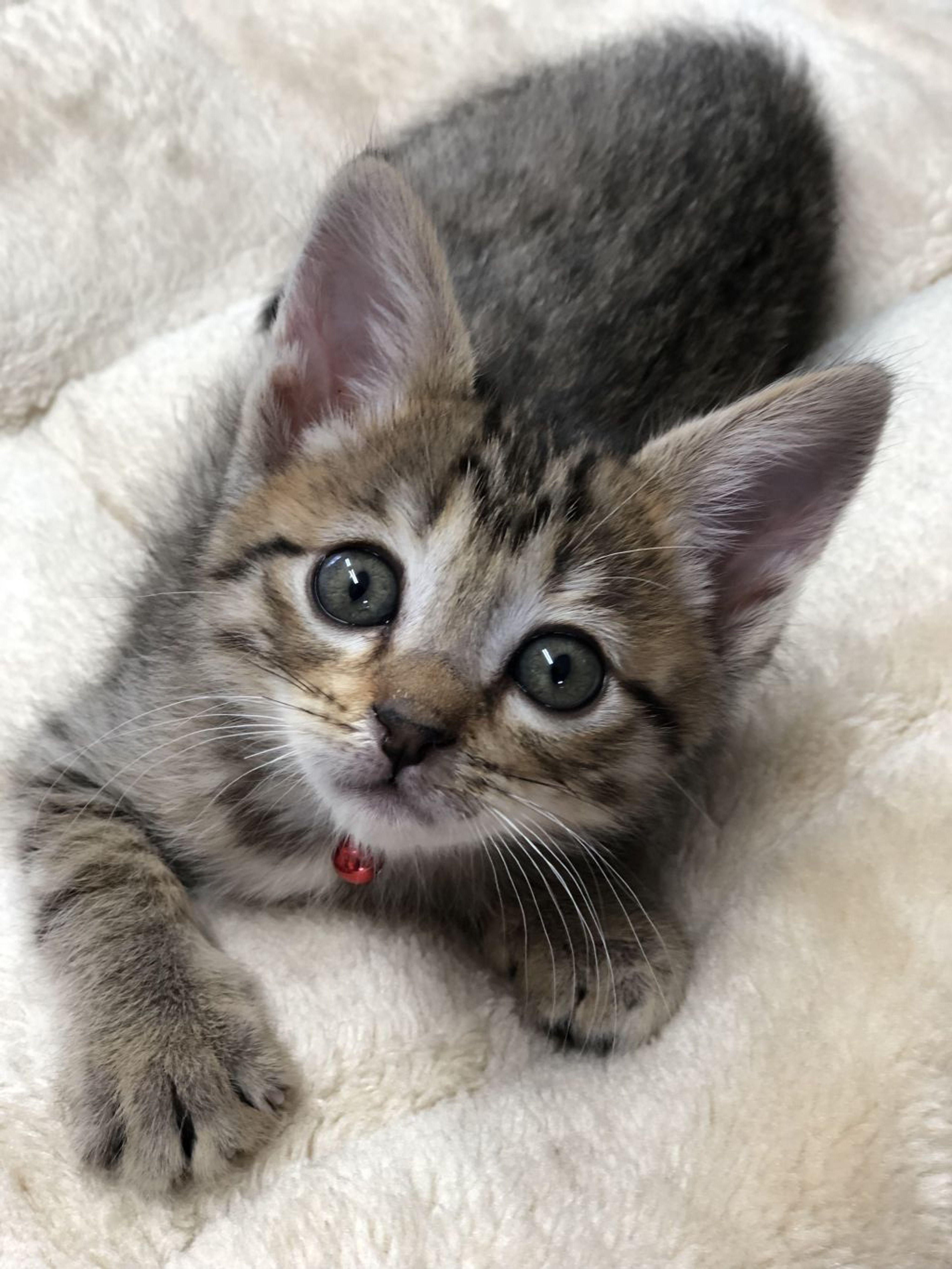 pet-image-2