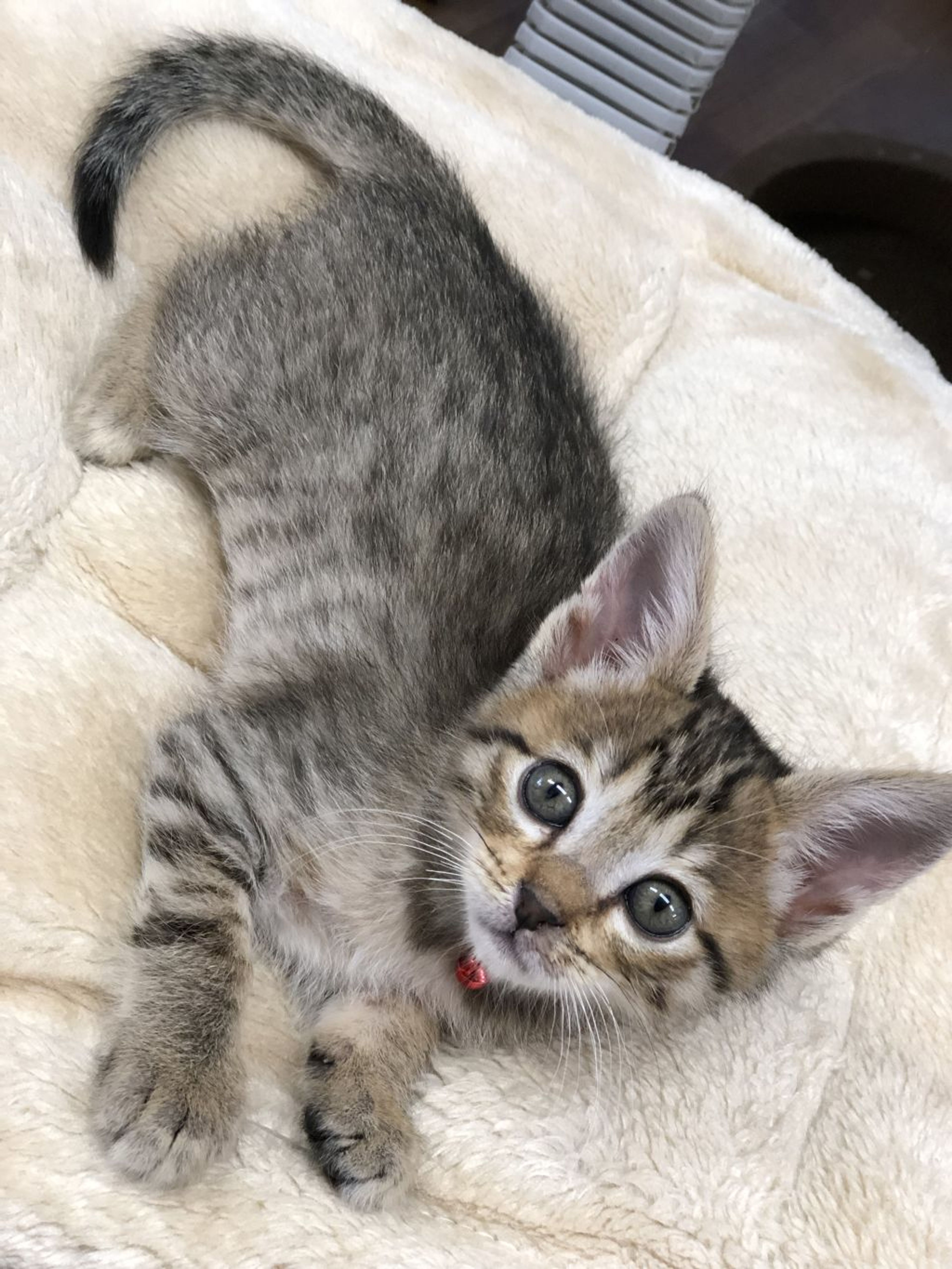 雑種（ミックス猫）・メスの里親募集の写真