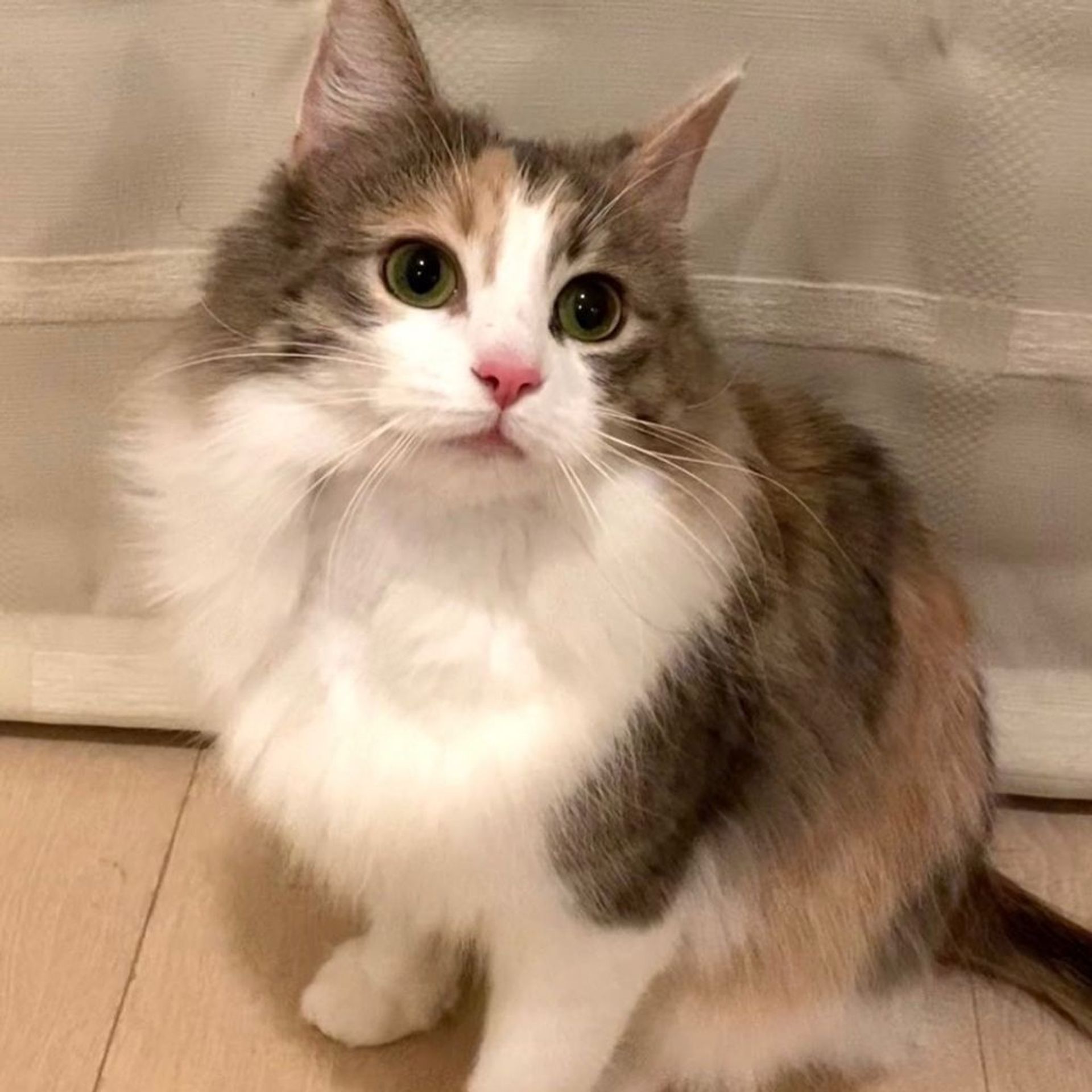 ノルウェージャンフォレストキャット・メスの里親募集の写真