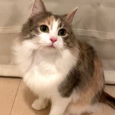 モコちゃん