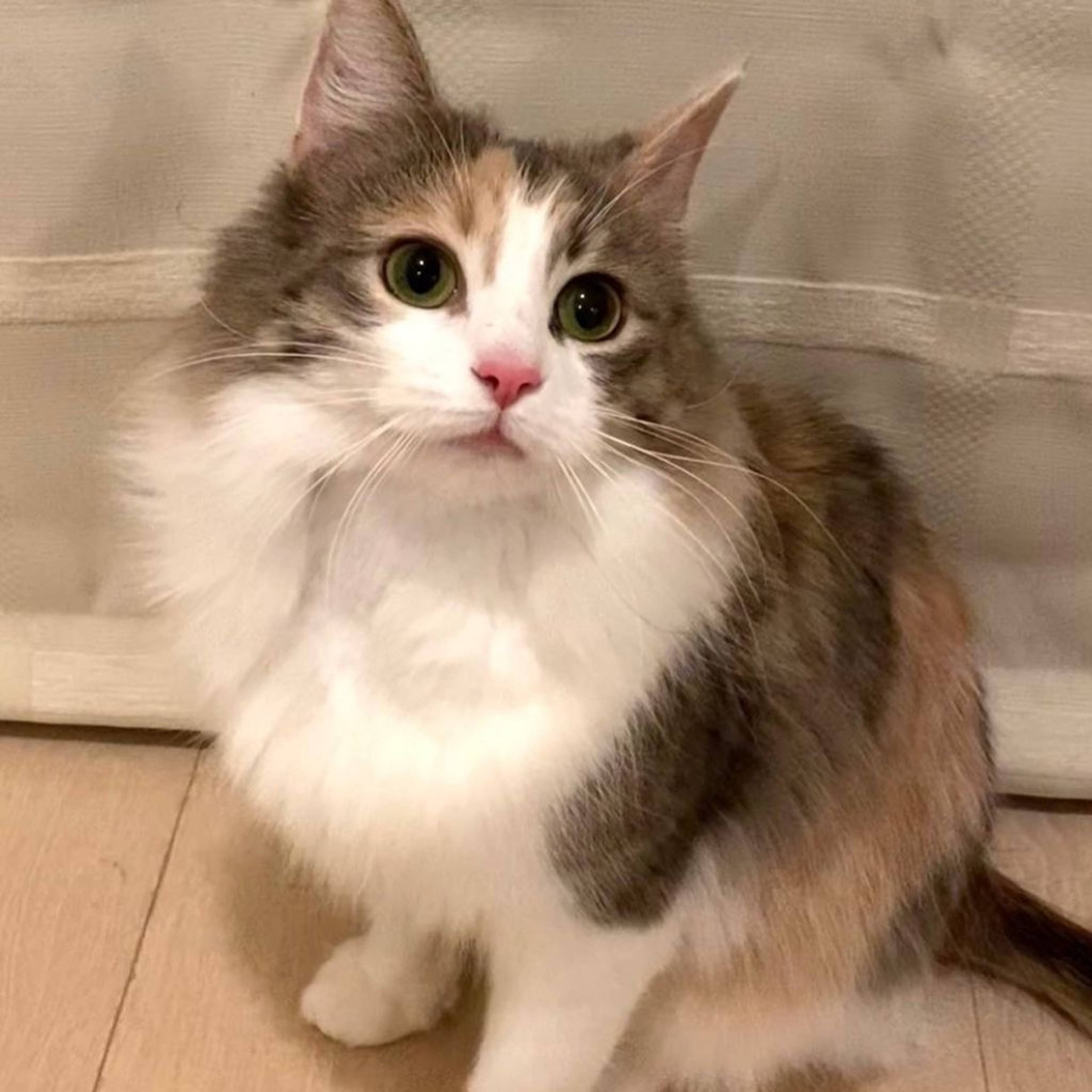 ノルウェージャンフォレストキャット・メスの里親募集の写真